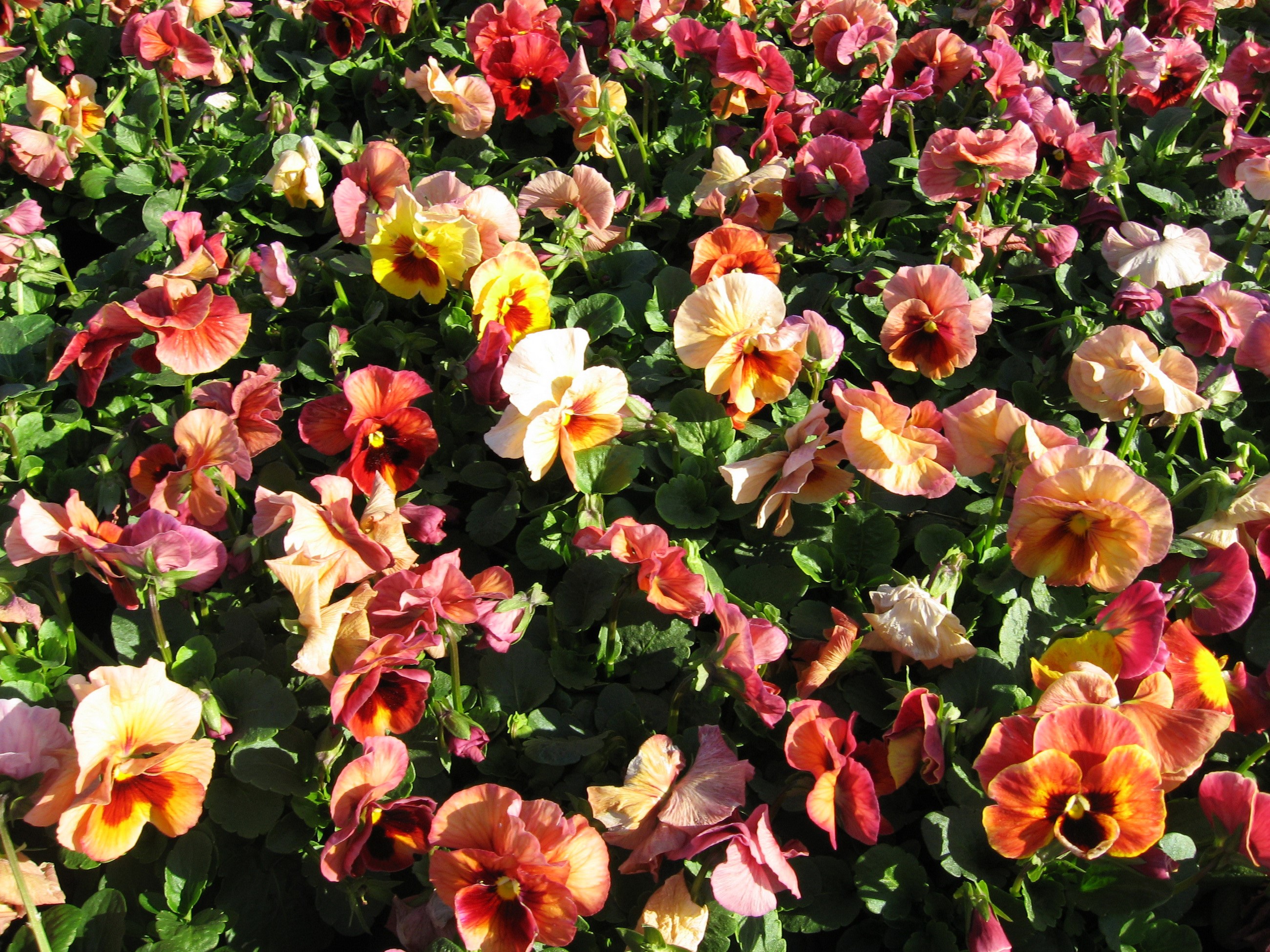 A bed of colorful pansies in bloom HD Wallpaper