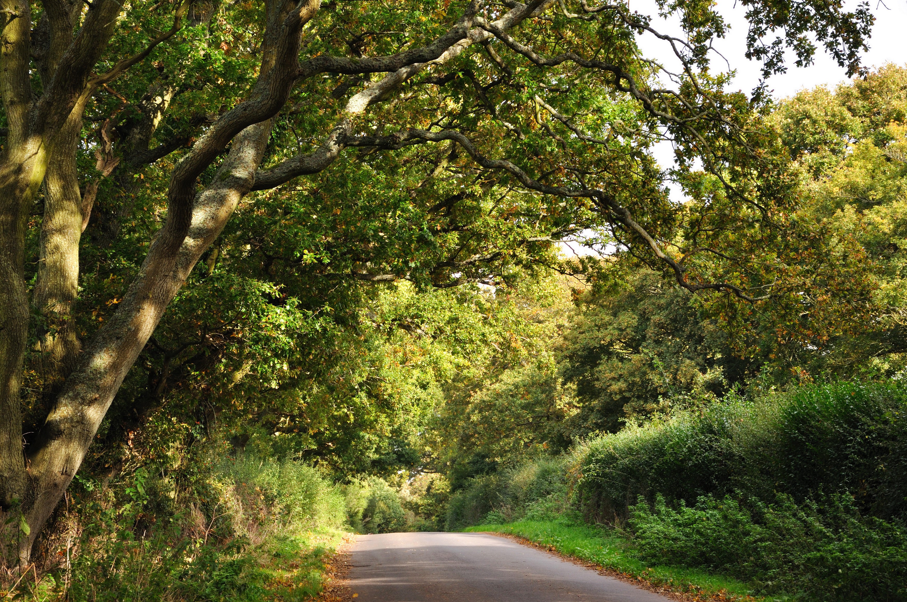 Tree-lined road in a park with shrubs HD Wallpaper
