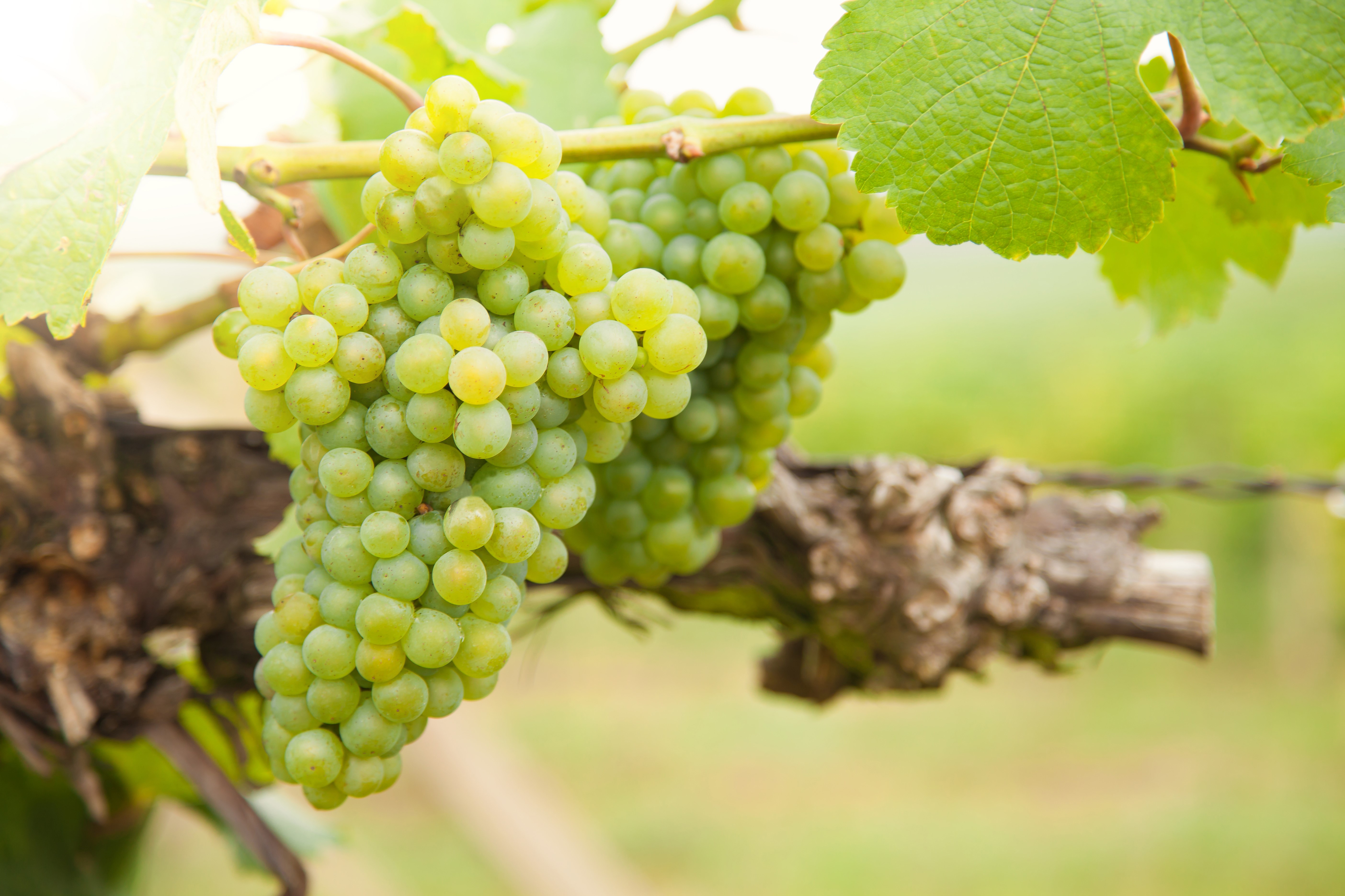 Green grapes on a vine HD Wallpaper