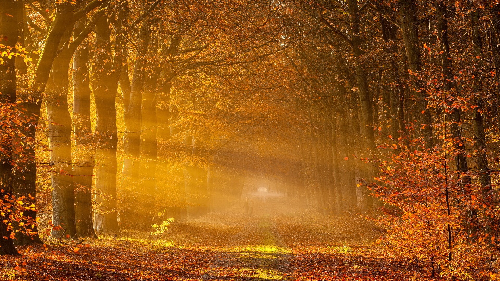 Sunbeams through autumn trees on a forest path HD Wallpaper