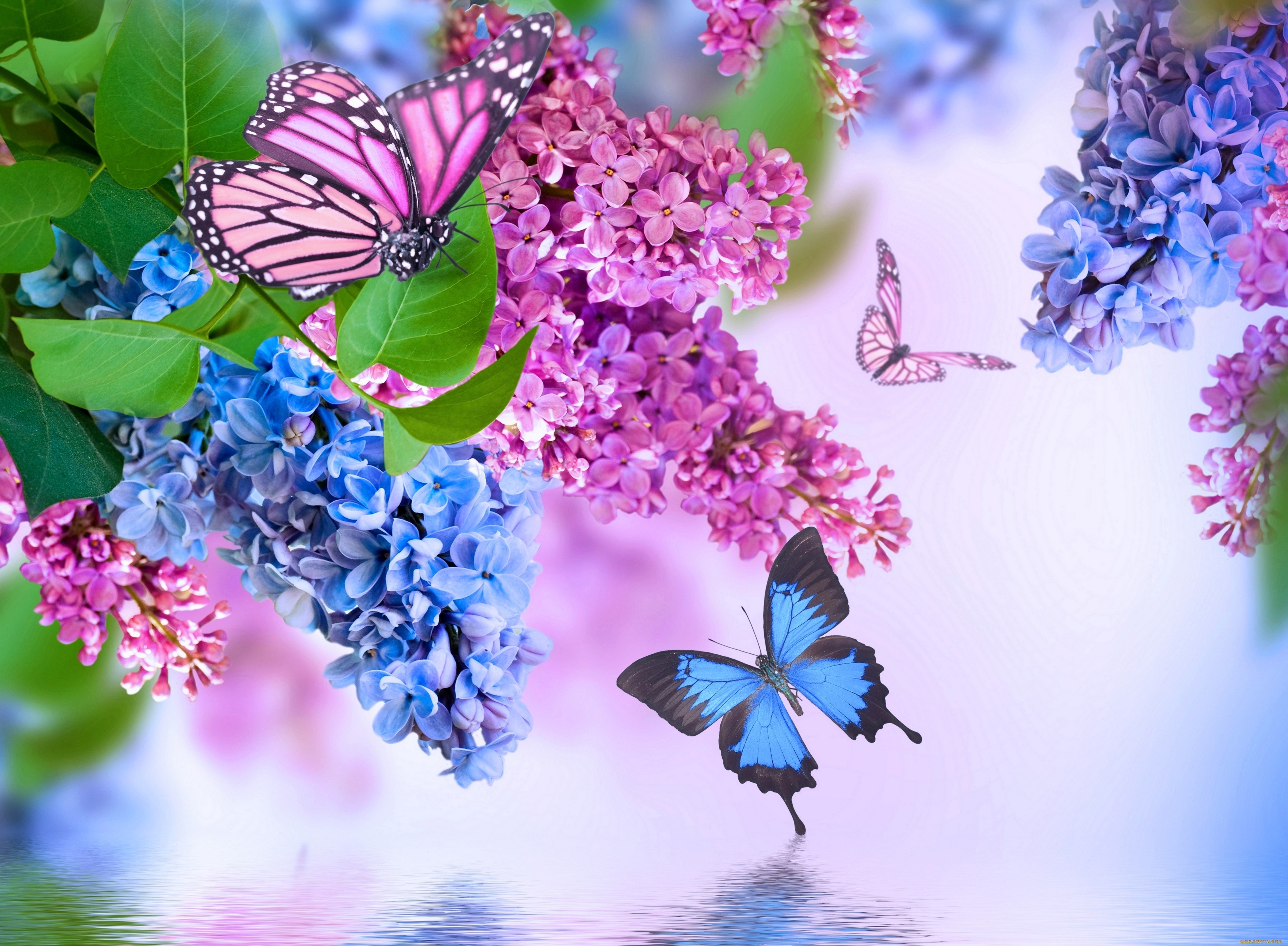 4K 5K Lilac Butterflies HD Wallpaper Rare Gallery 4K 5K Lilac Butterflies HD Wallpaper Rare Gallery