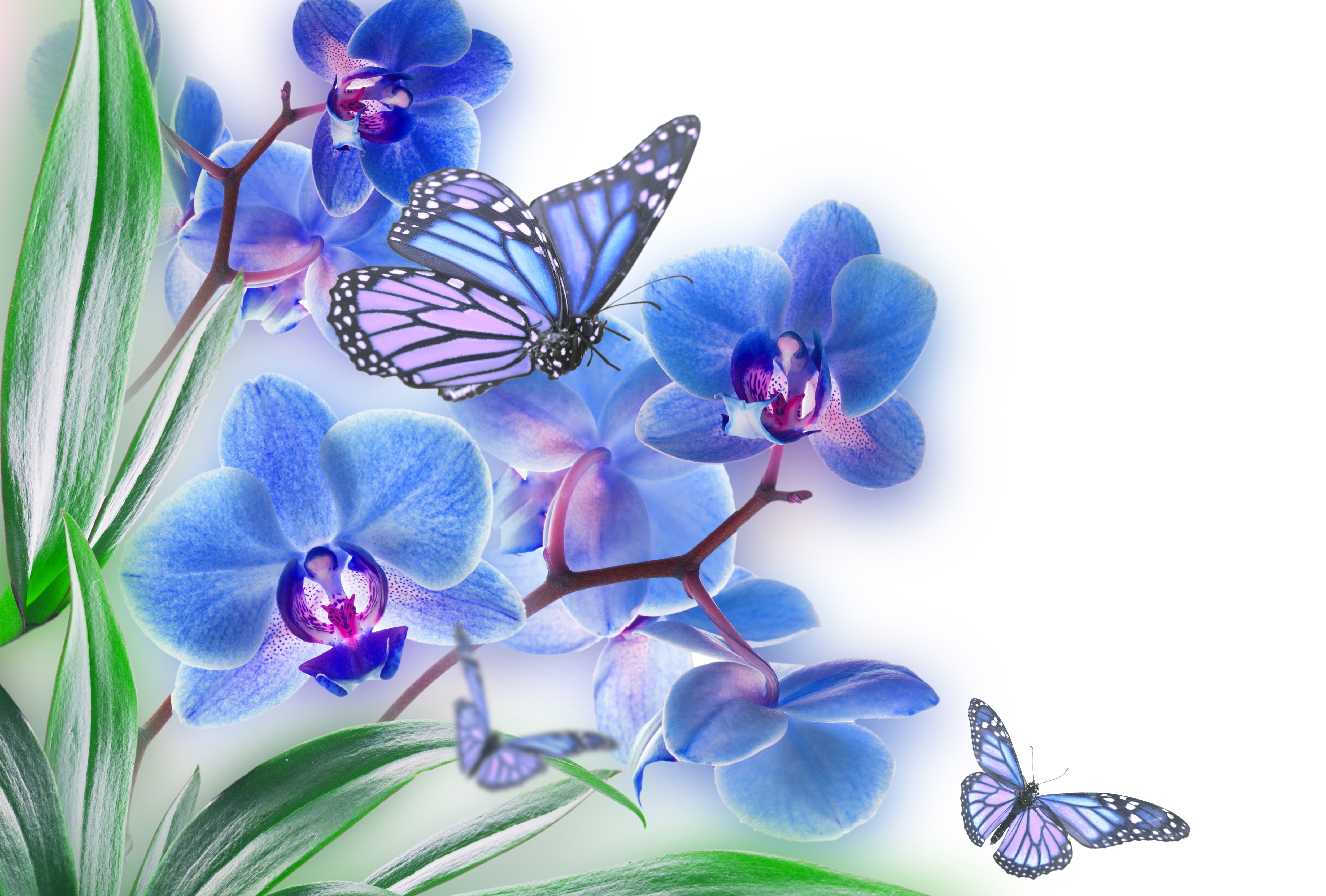 Blue Orchids and Butterflies HD Wallpaper