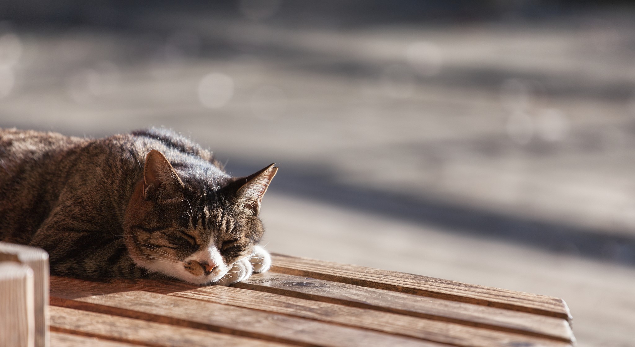 A tabby cat sleeping on a wooden surface HD Wallpaper