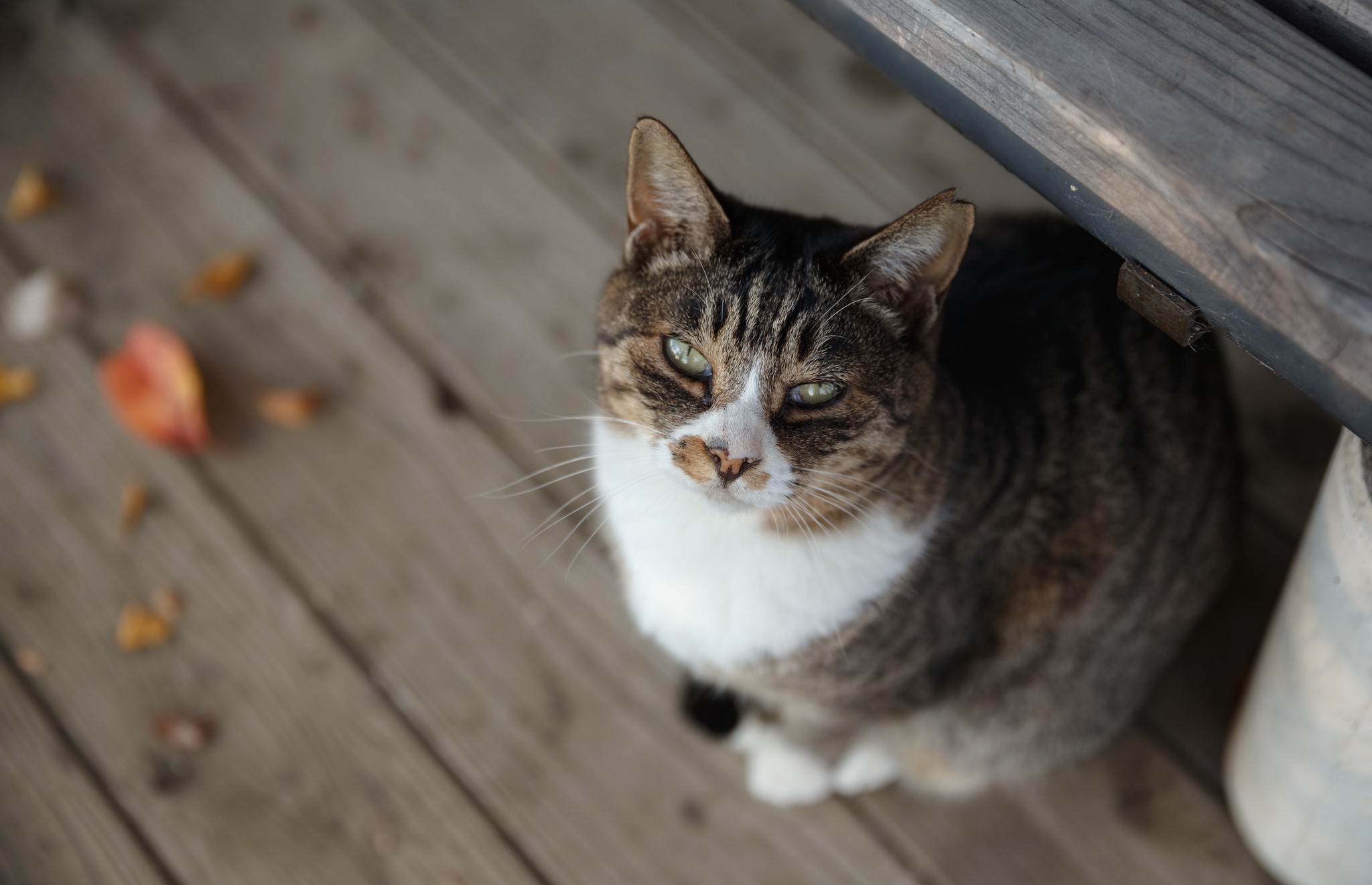 Tabby cat sitting on wooden planks HD Wallpaper