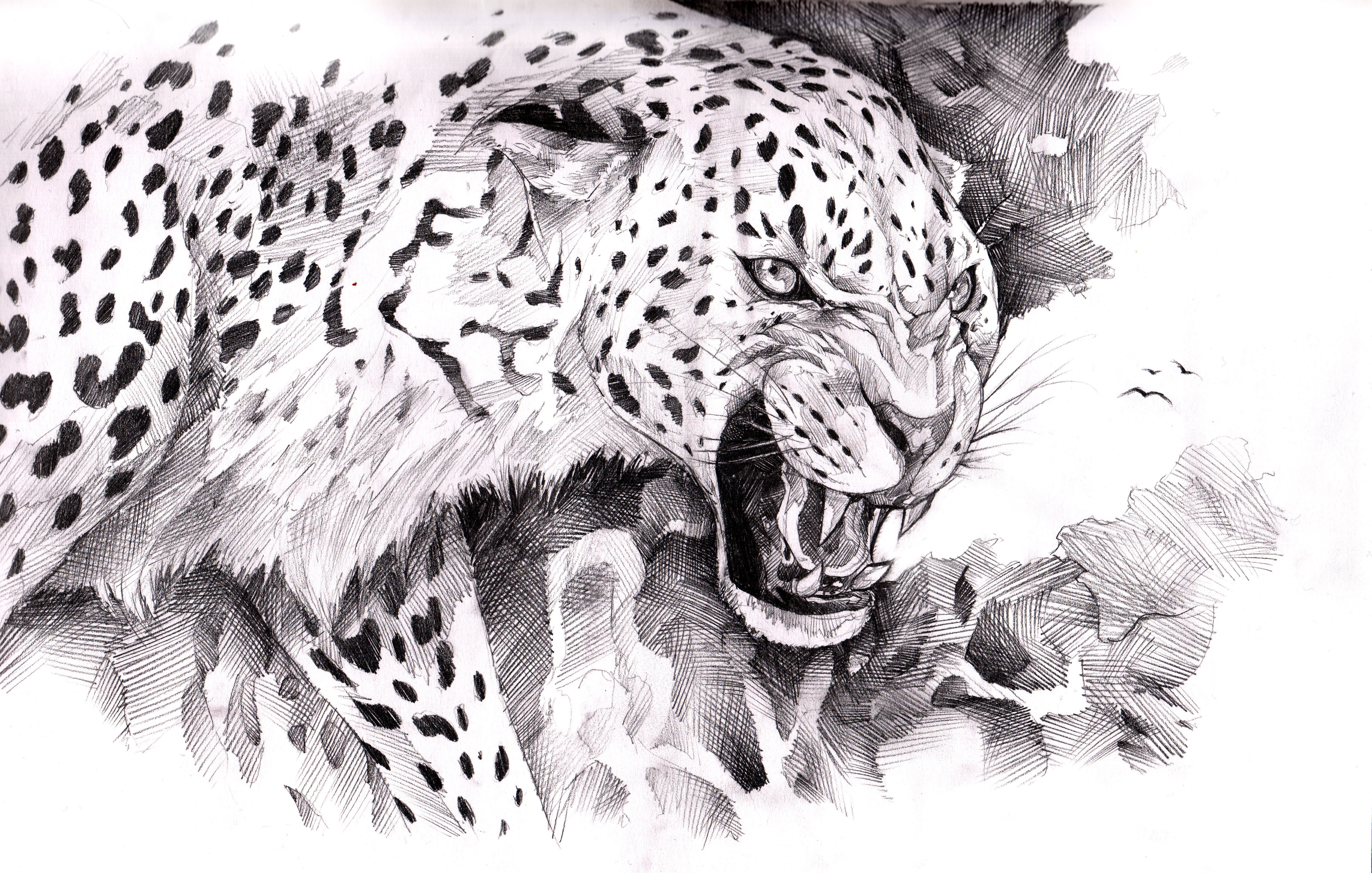 Pencil drawing of a snarling jaguar HD Wallpaper