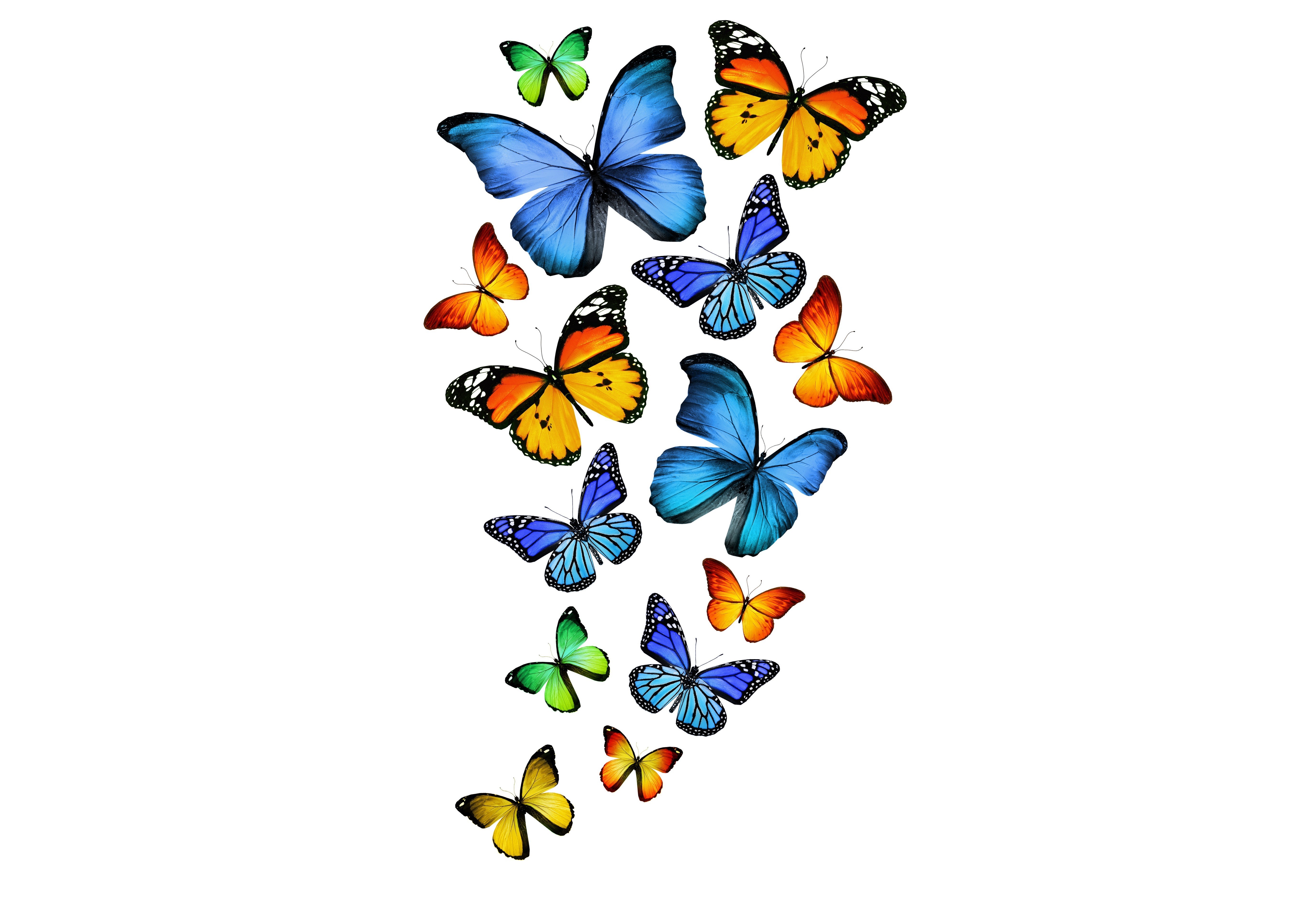 Collection of Butterflies HD Wallpaper