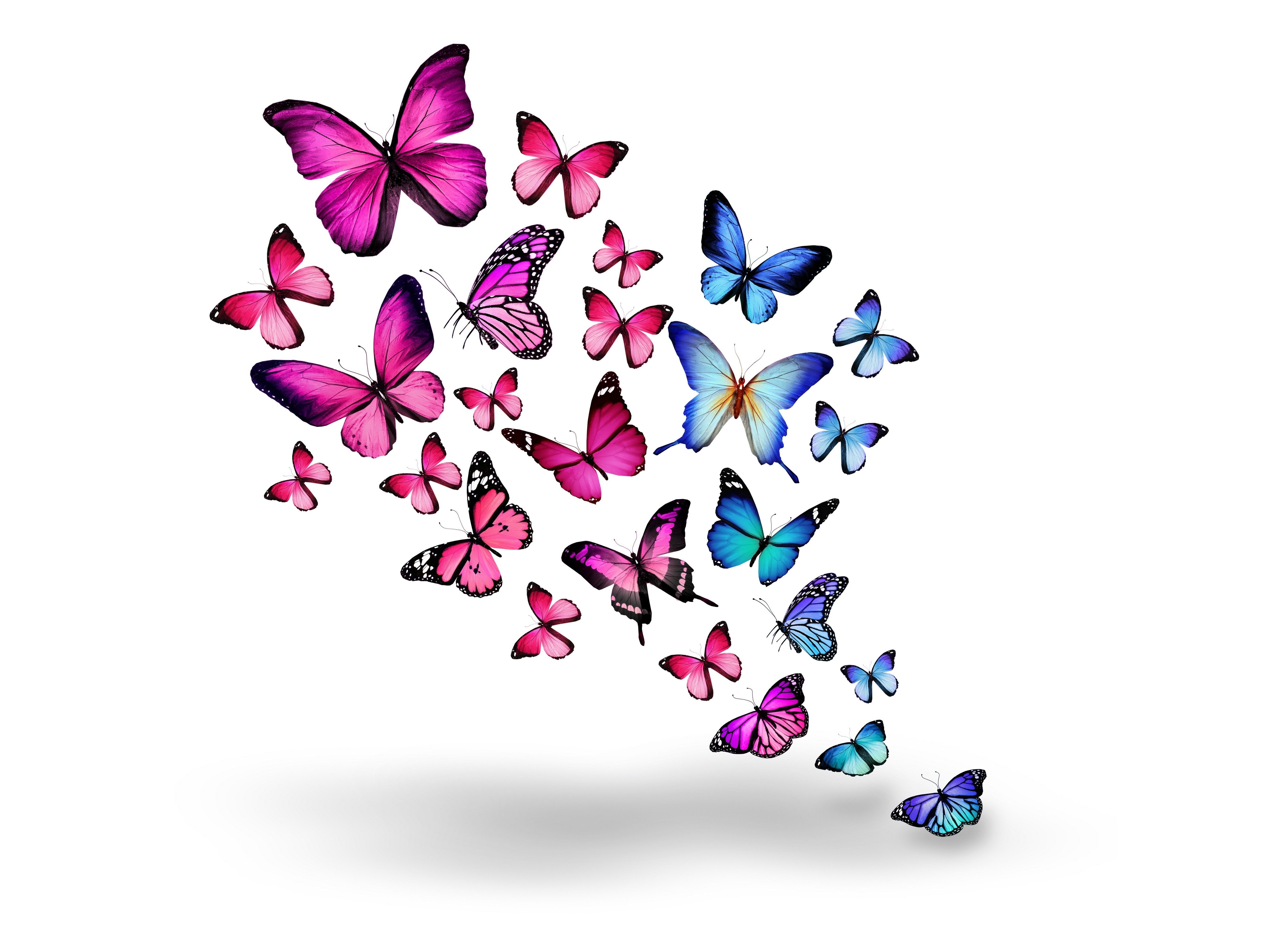 Butterflies HD Wallpaper