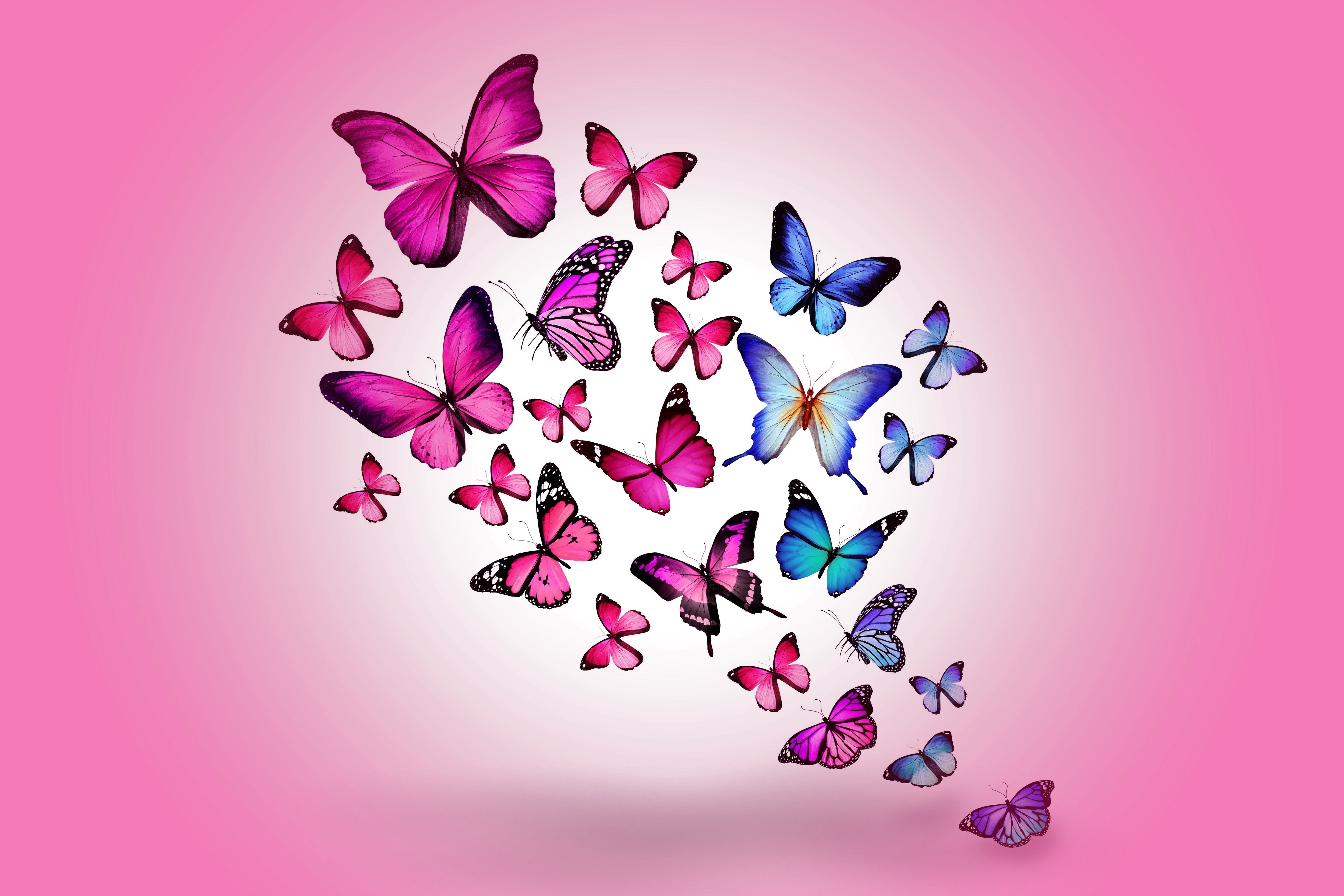 Butterflies HD Wallpaper