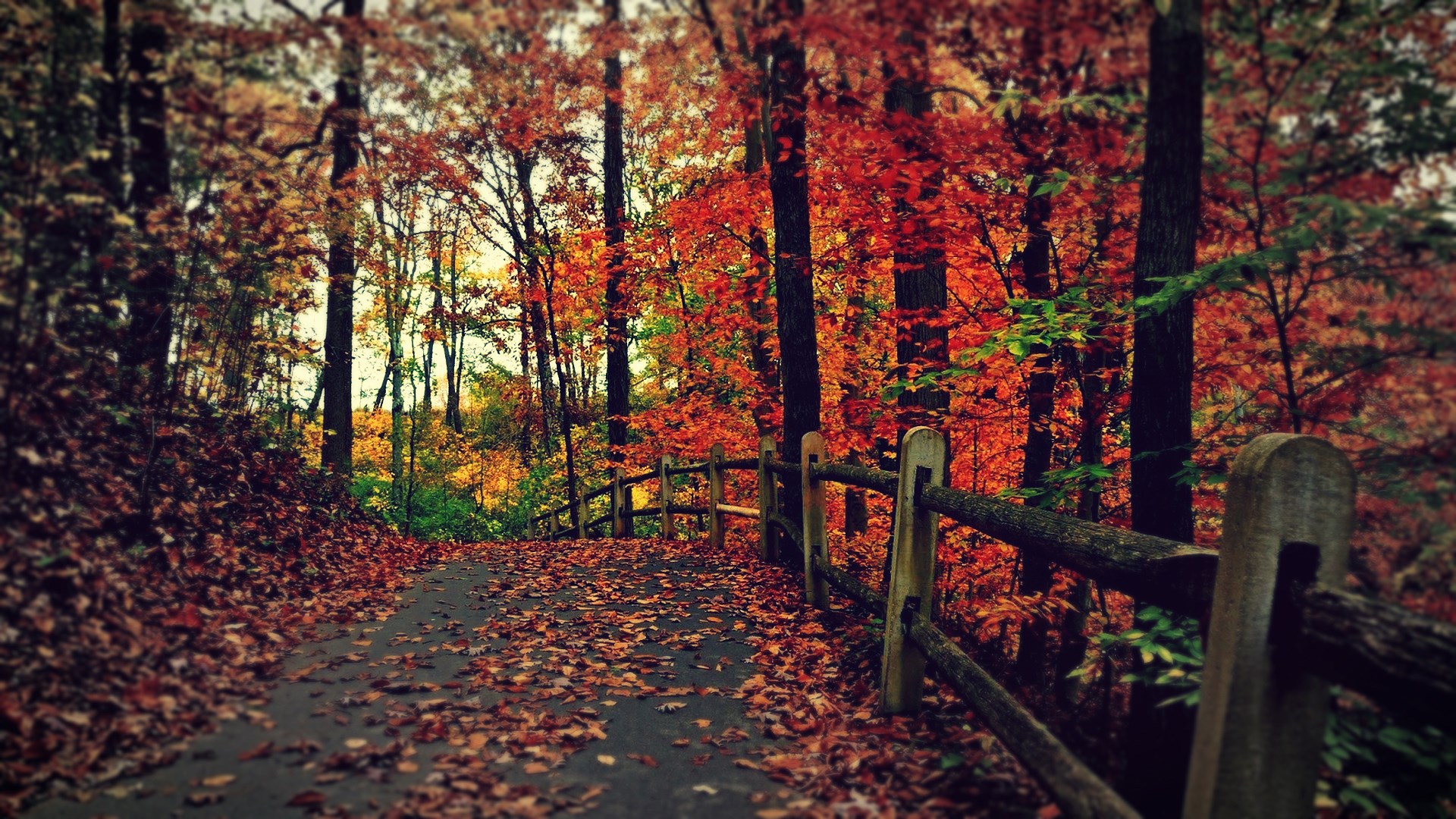 Autumn forest path with wooden fence and fallen leaves HD Wallpaper