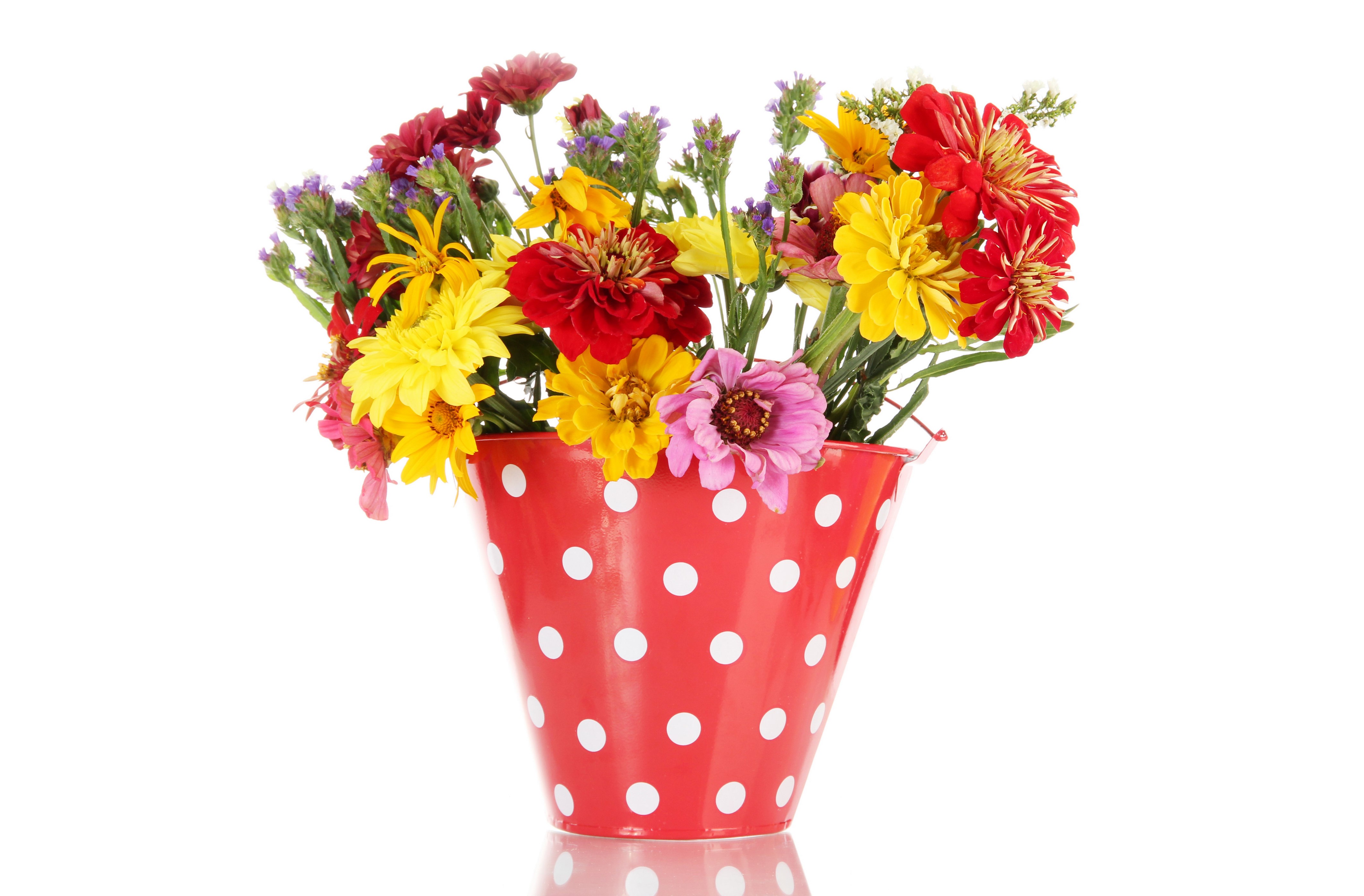 Colorful Zinnias in a Polka Dot Bucket HD Wallpaper