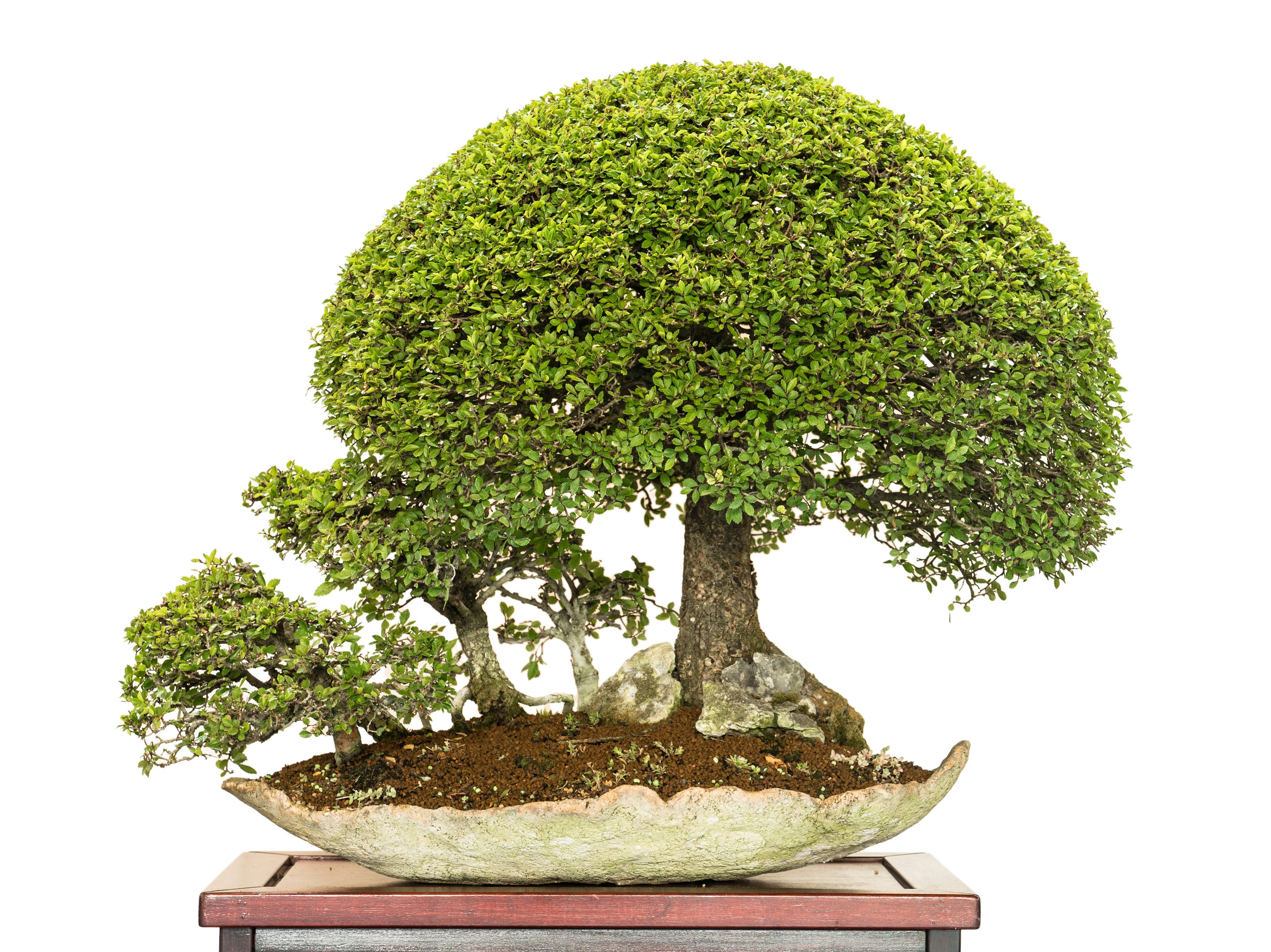 Bonsai trees in a shallow pot HD Wallpaper