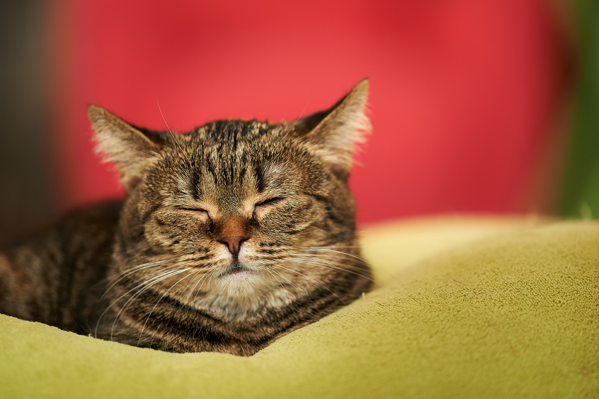 Tabby cat sleeping on a green cushion HD Wallpaper