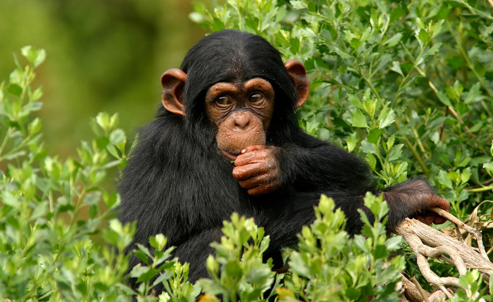Young chimpanzee eating in green foliage HD Wallpaper