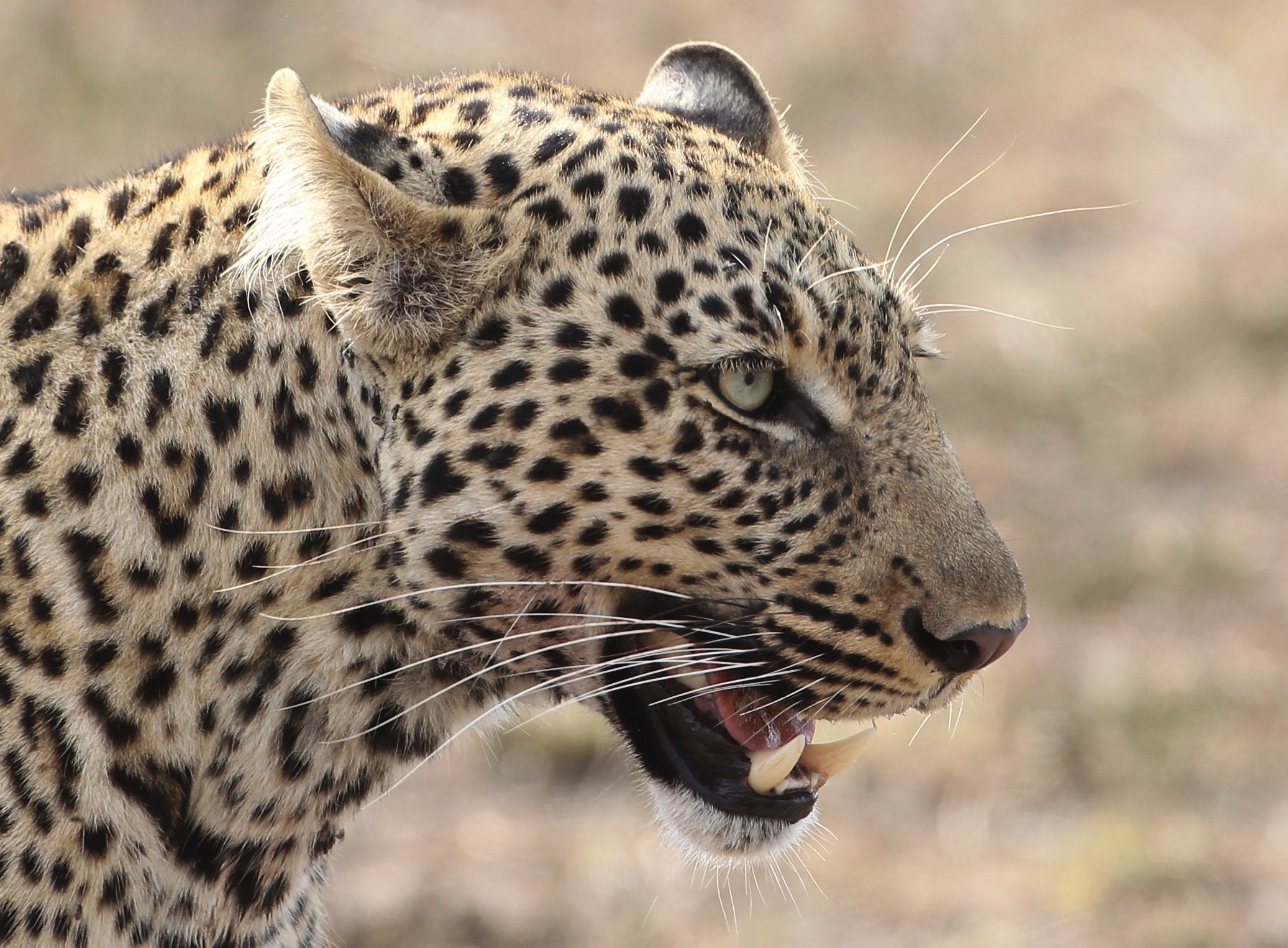 Leopard with open mouth and sharp teeth HD Wallpaper