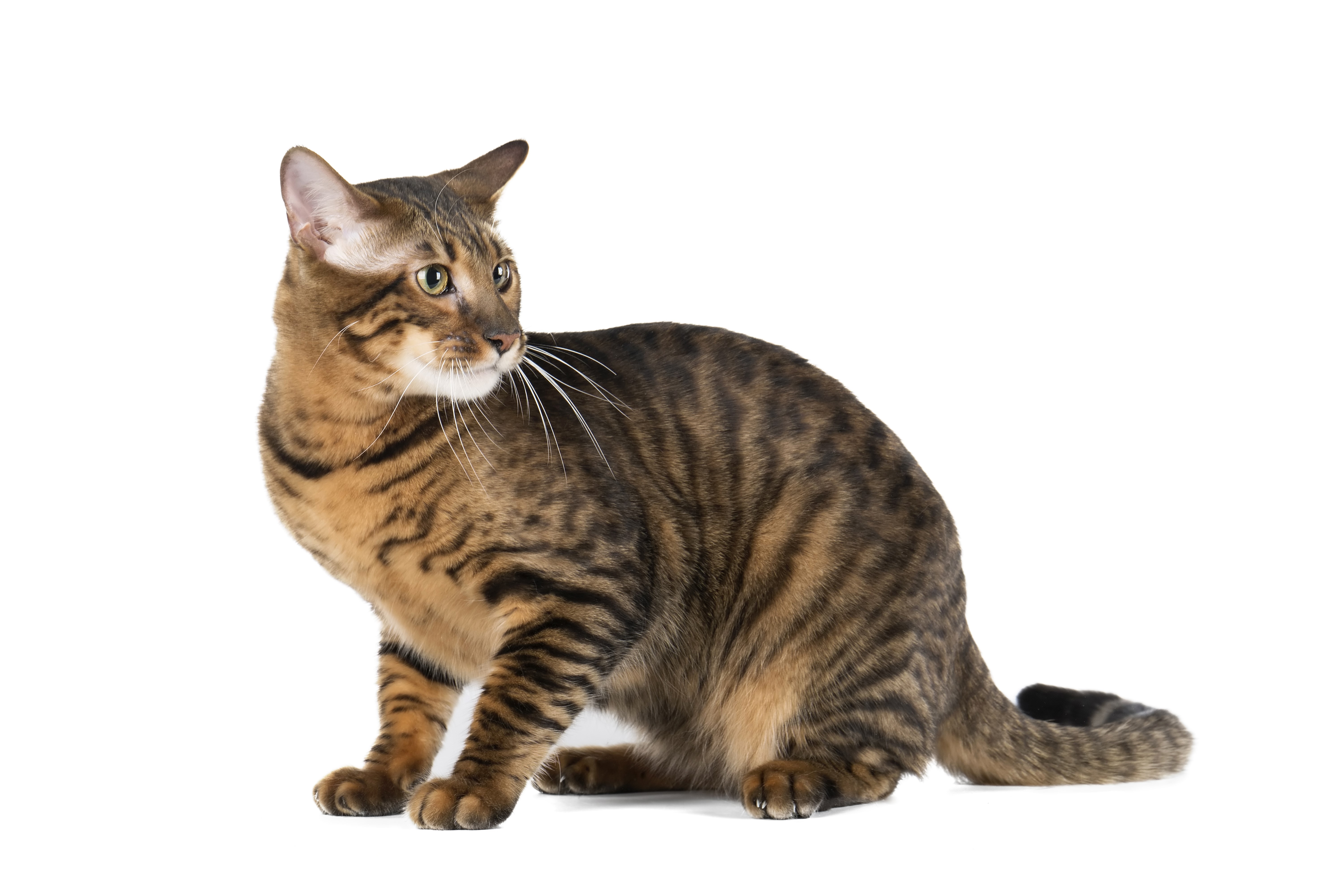 Tabby cat sitting and looking to the side HD Wallpaper