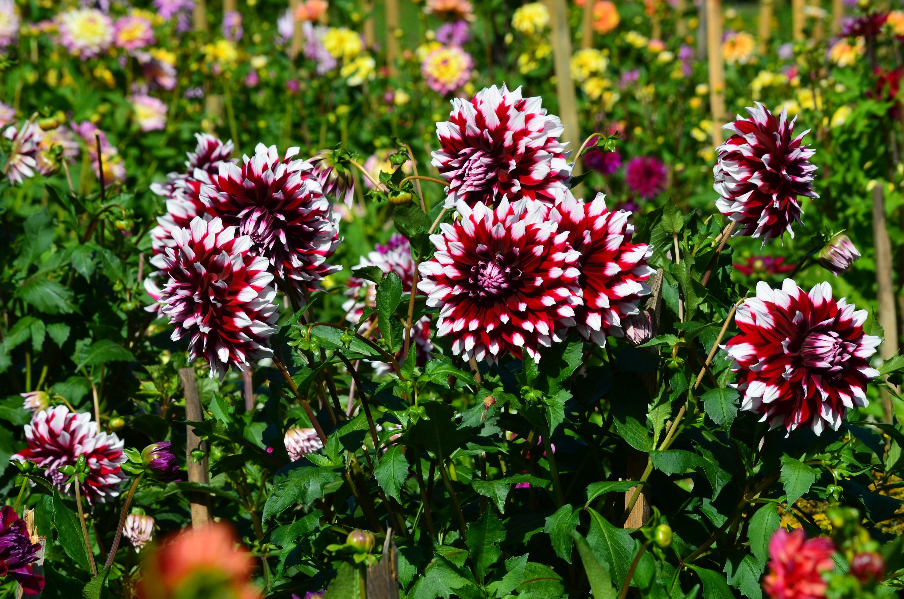 Red and white dahlias in a garden HD Wallpaper