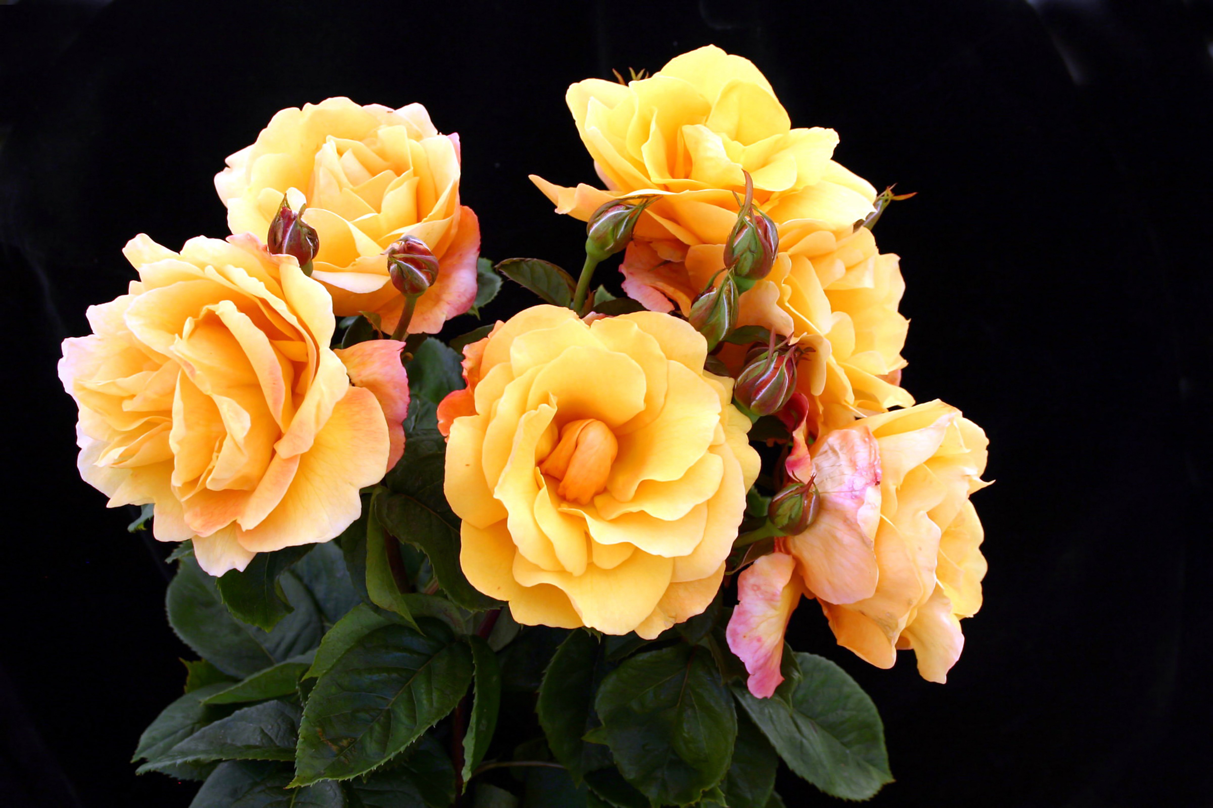 Yellow Roses with Buds HD Wallpaper