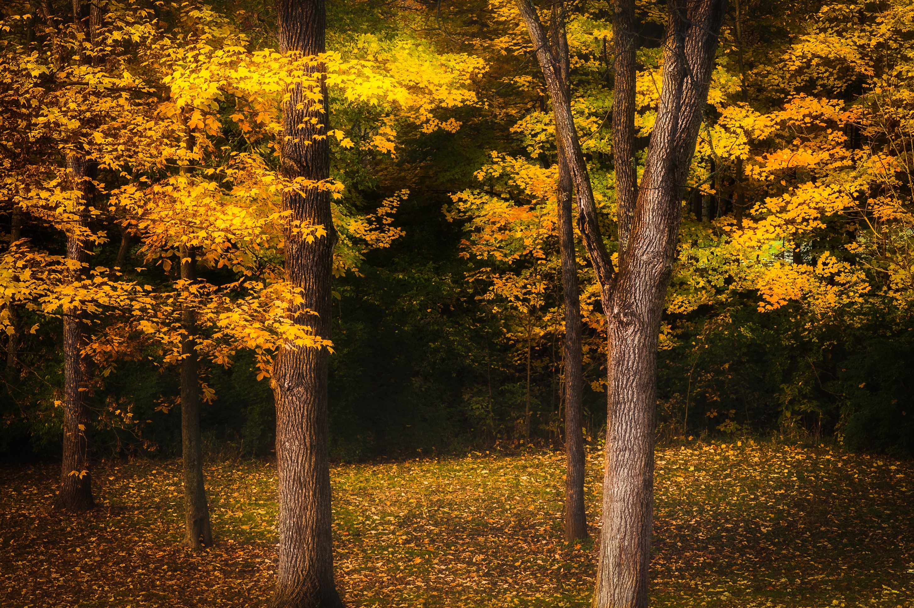 Autumn forest with yellow foliage and fallen leaves HD Wallpaper