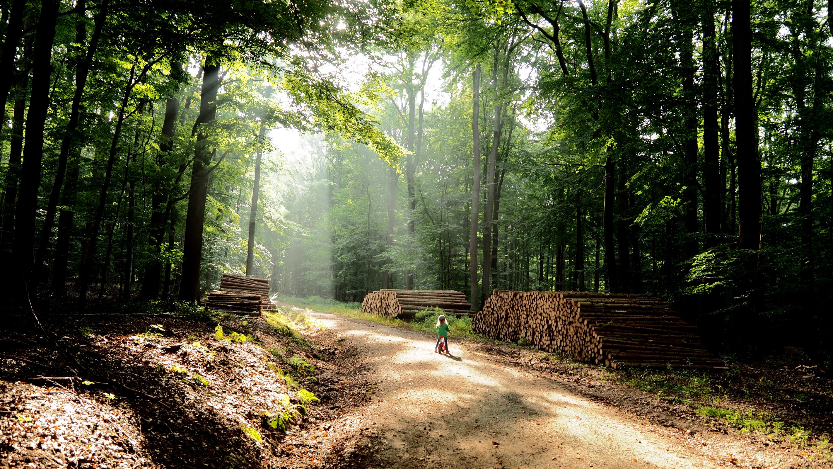 A child rides a bicycle on a forest path with stacked logs HD Wallpaper