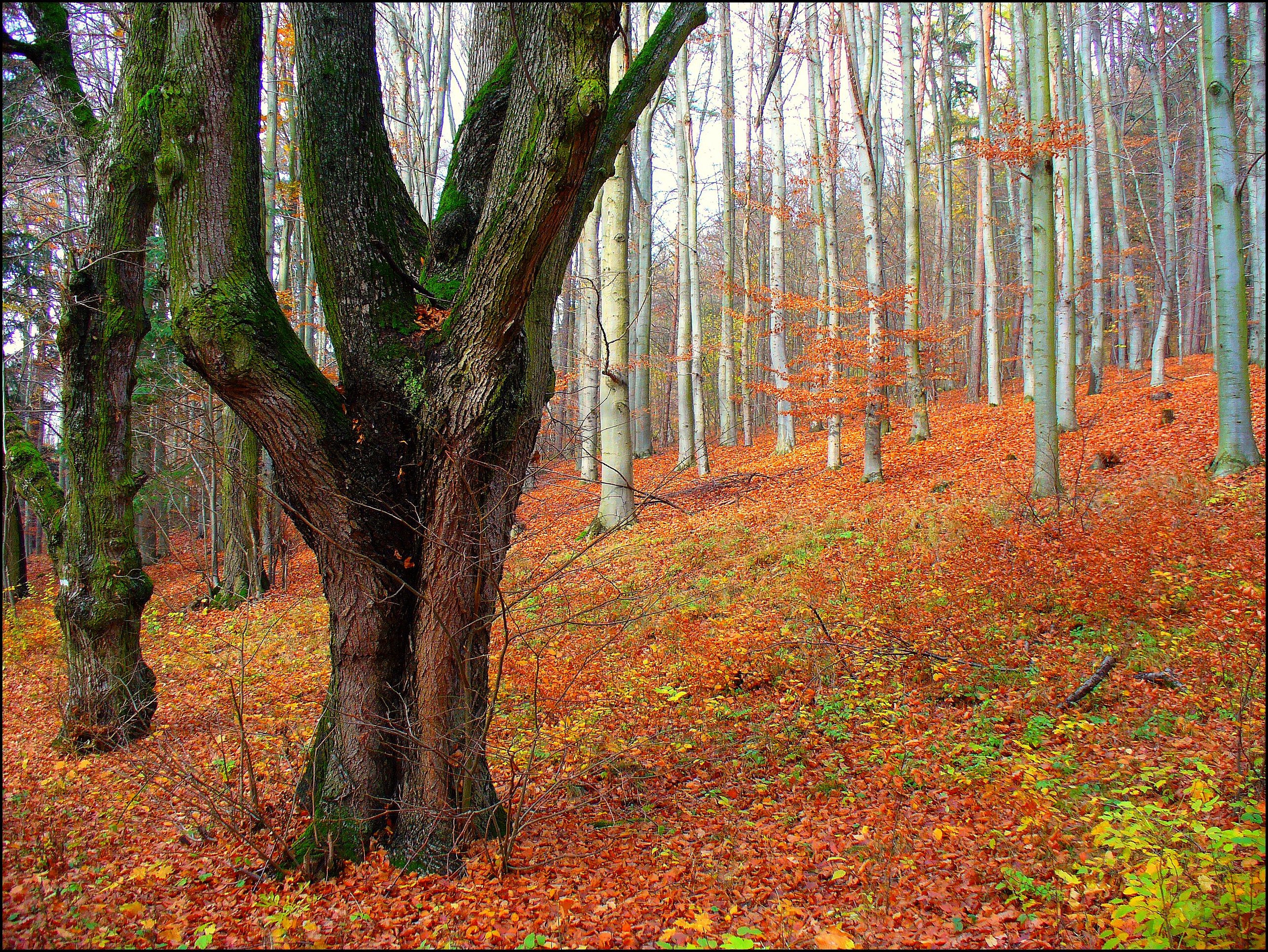Autumn forest with fallen leaves and trees HD Wallpaper