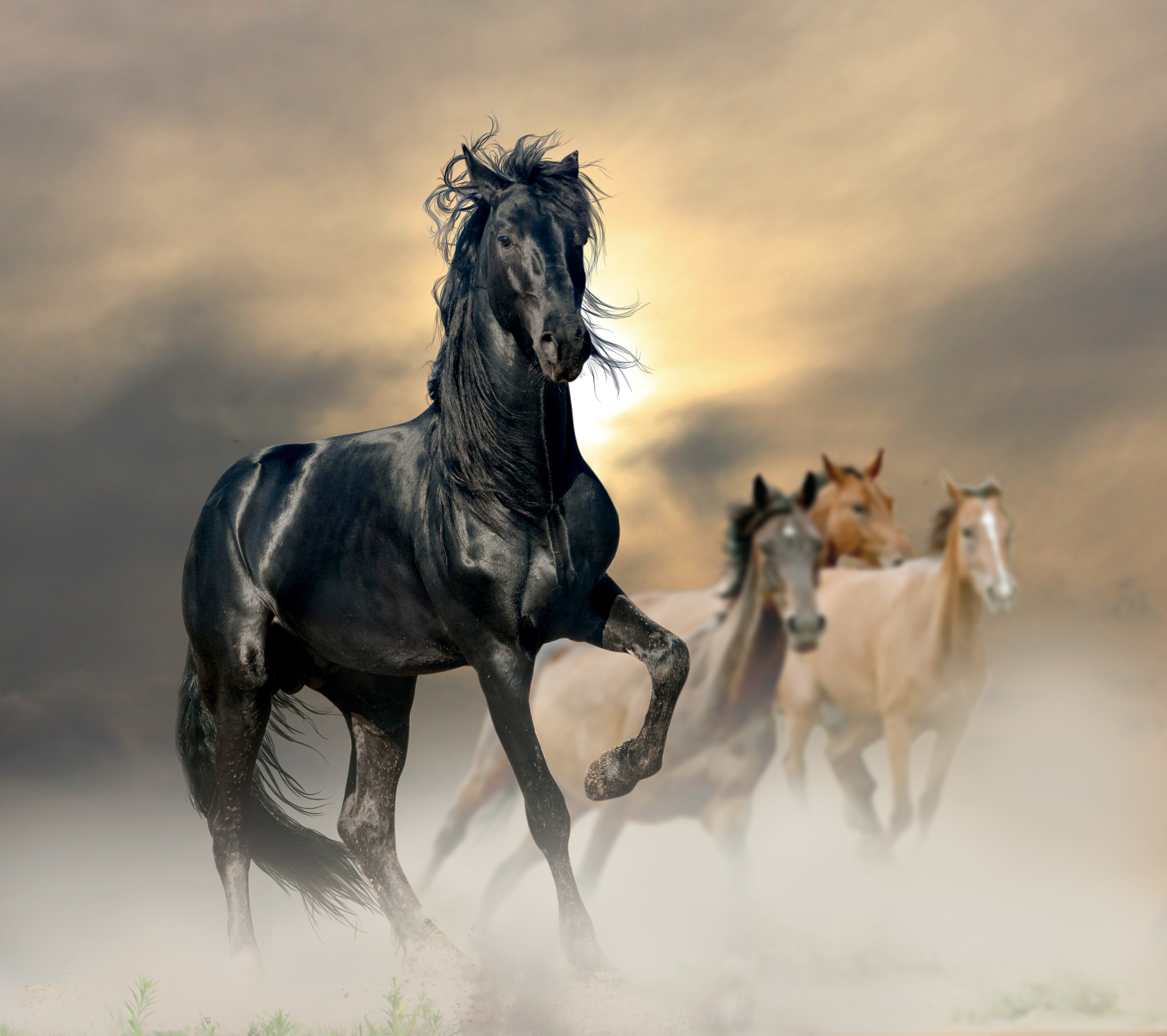 Four horses running in dust HD Wallpaper