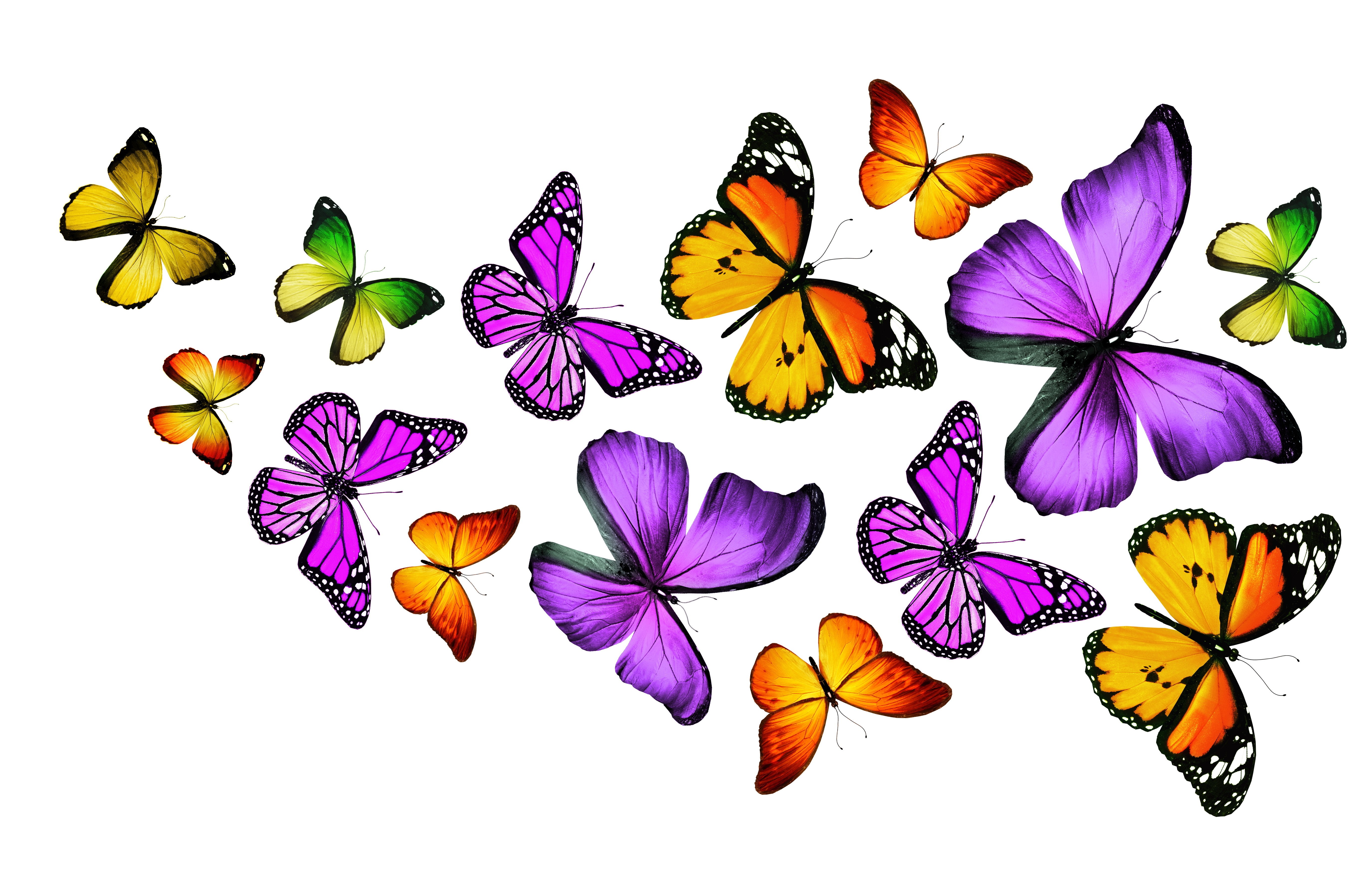 Butterflies HD Wallpaper