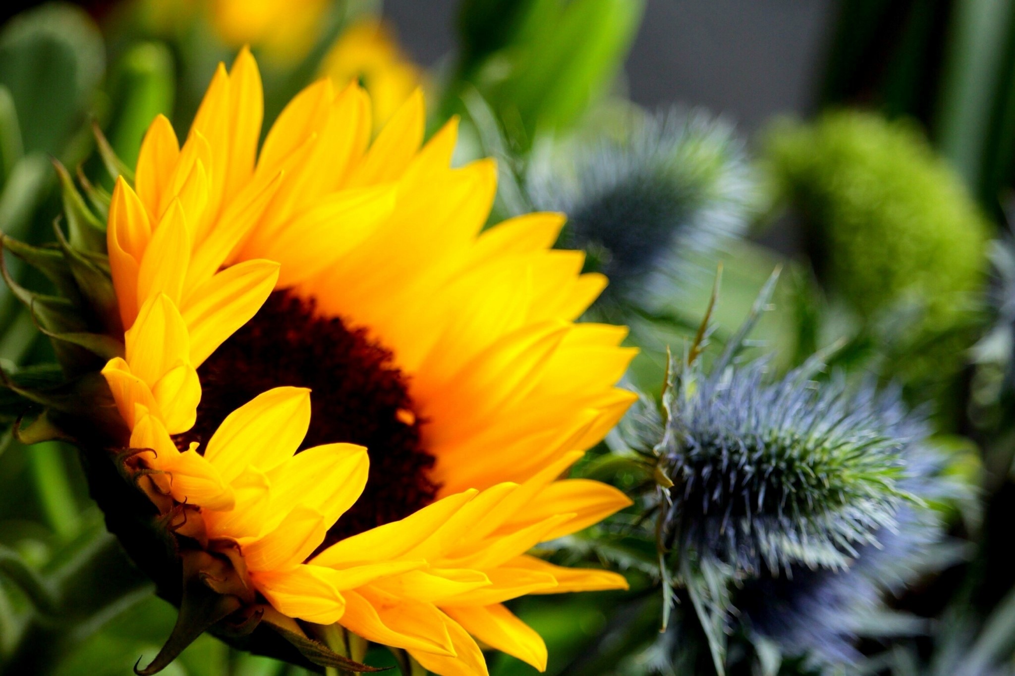 Close-up of a Sunflower with Thistles HD Wallpaper