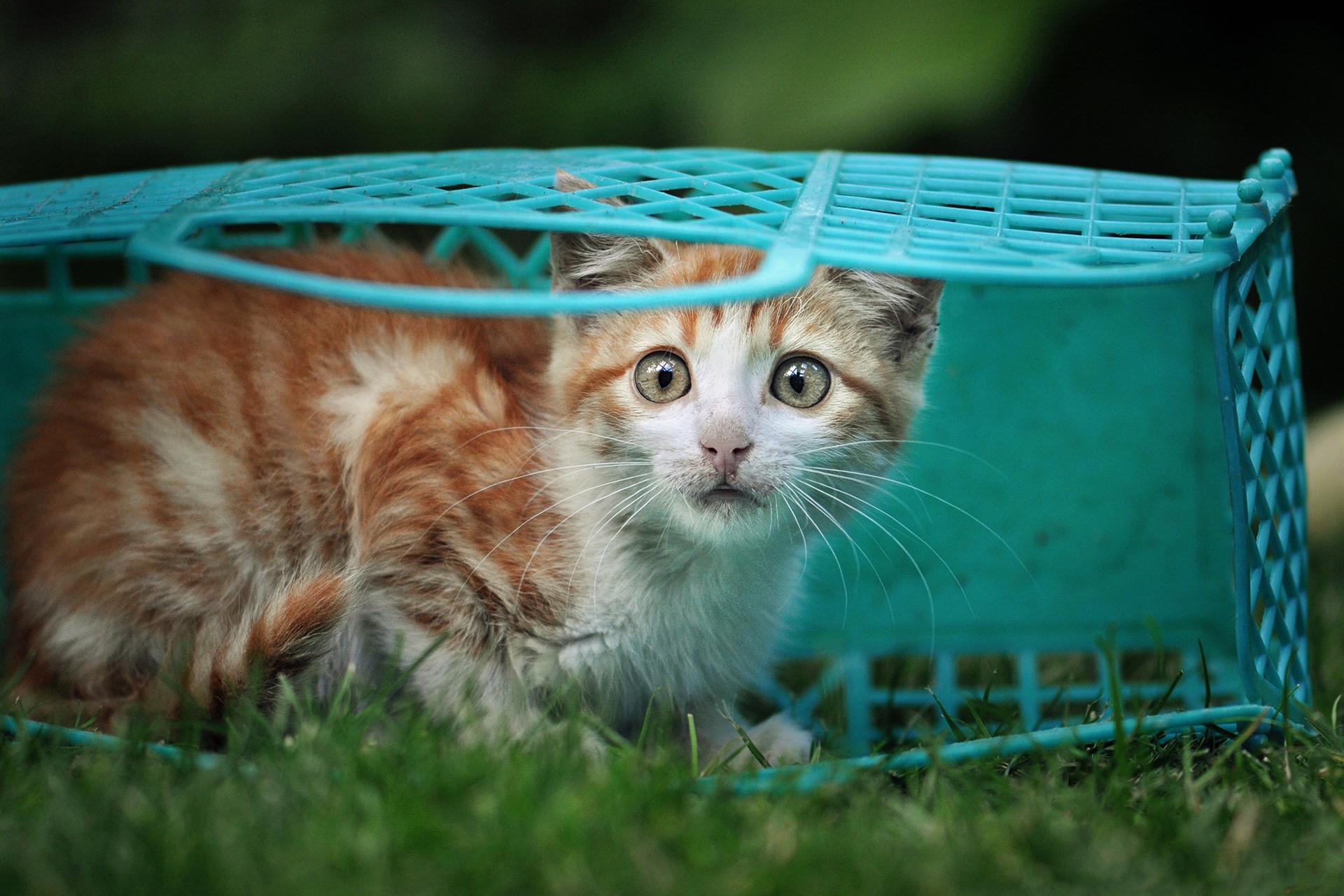 Ginger kitten hiding in a blue basket HD Wallpaper