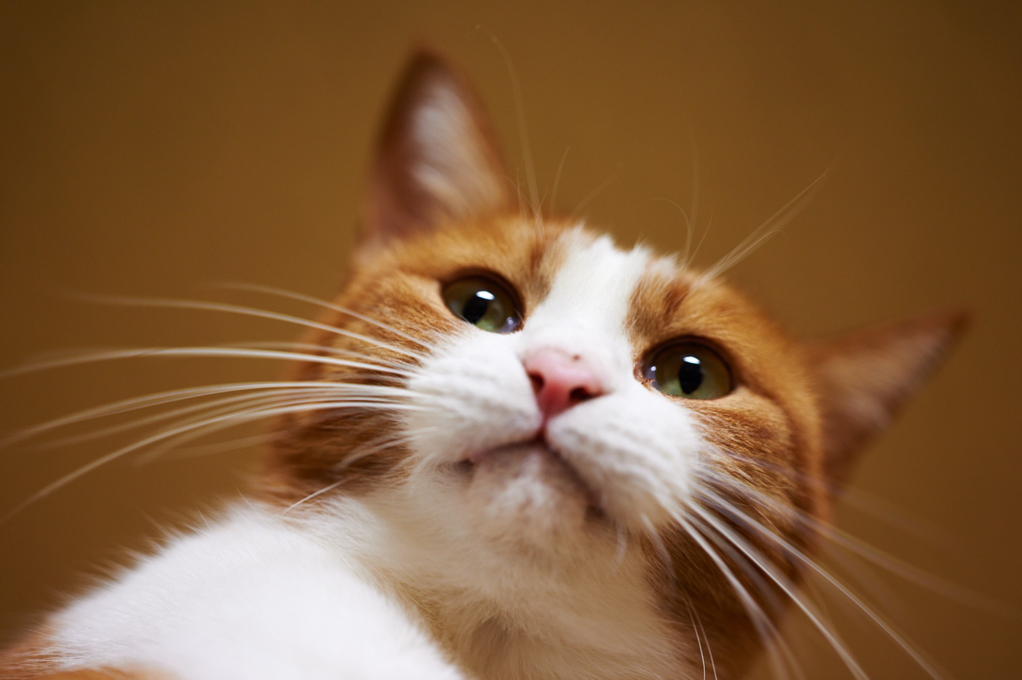 Close-up of an orange and white cat's face HD Wallpaper