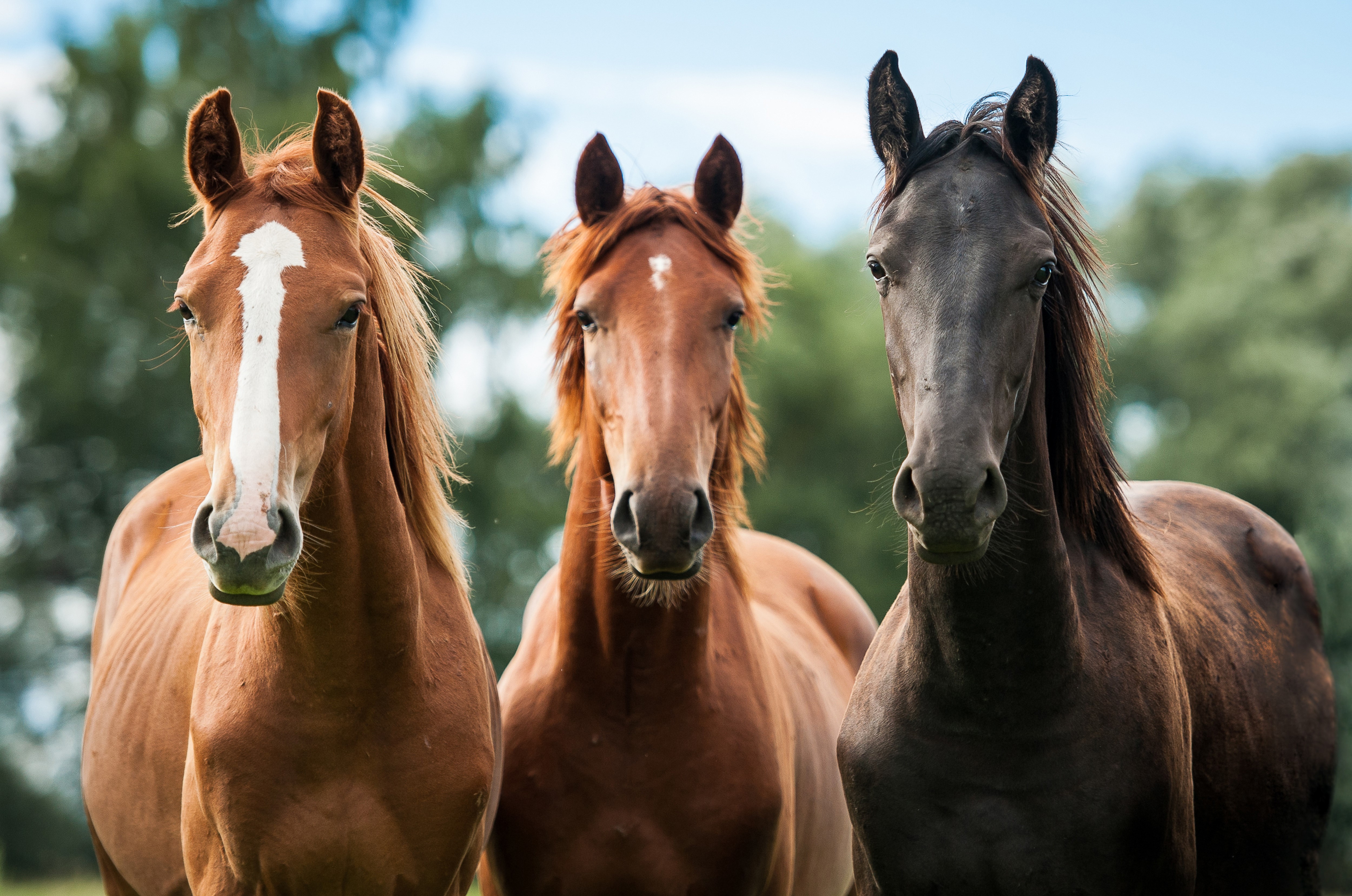 Three Horses HD Wallpaper