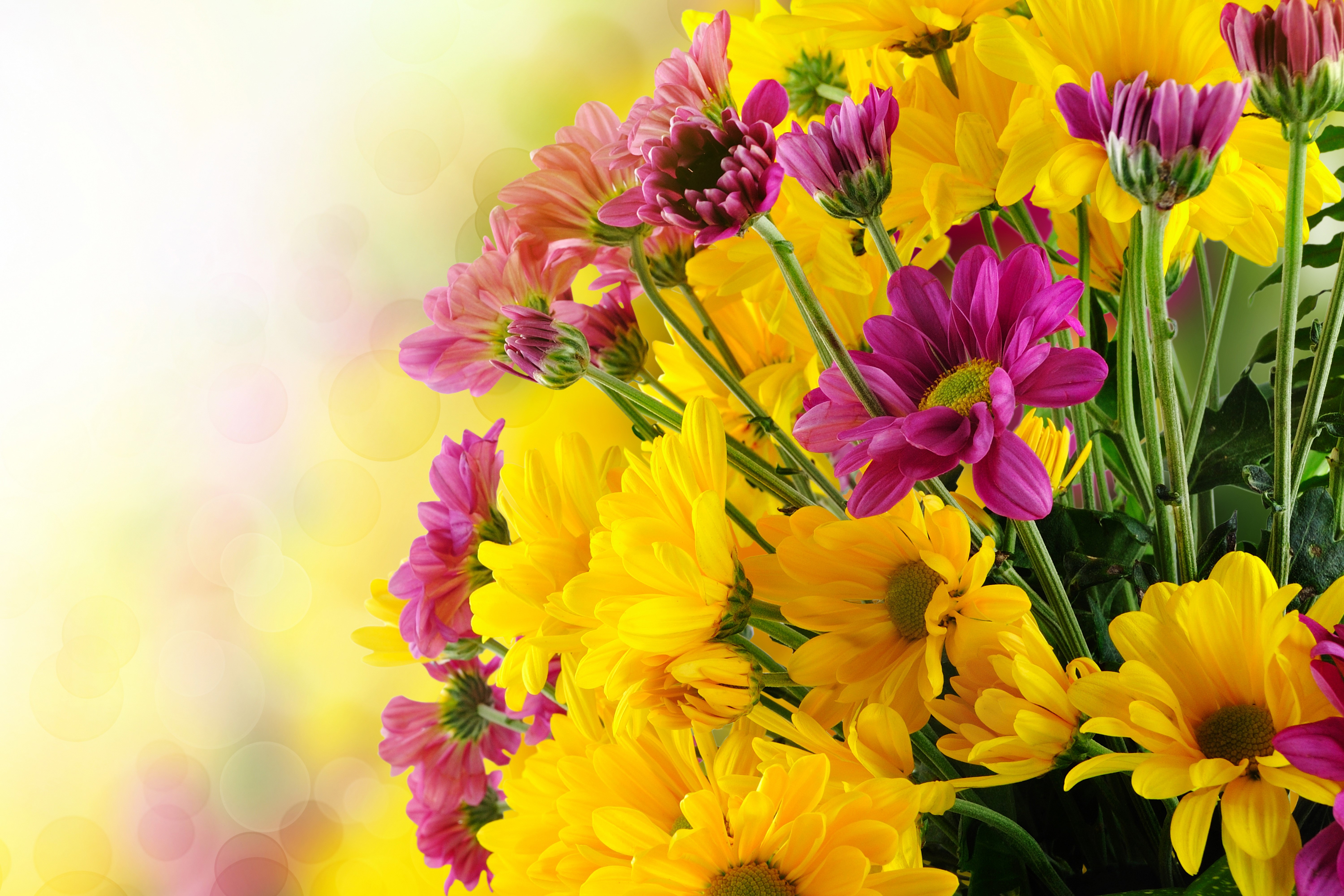 Many Chrysanthemums Closeup HD Wallpaper