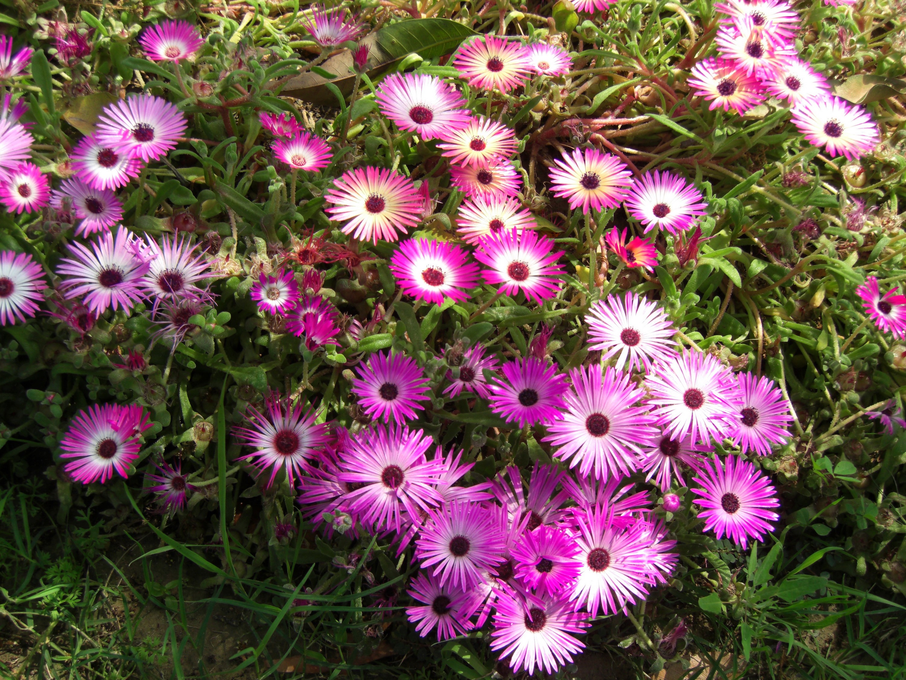 Pink and white Mesembryanthemum flowers HD Wallpaper