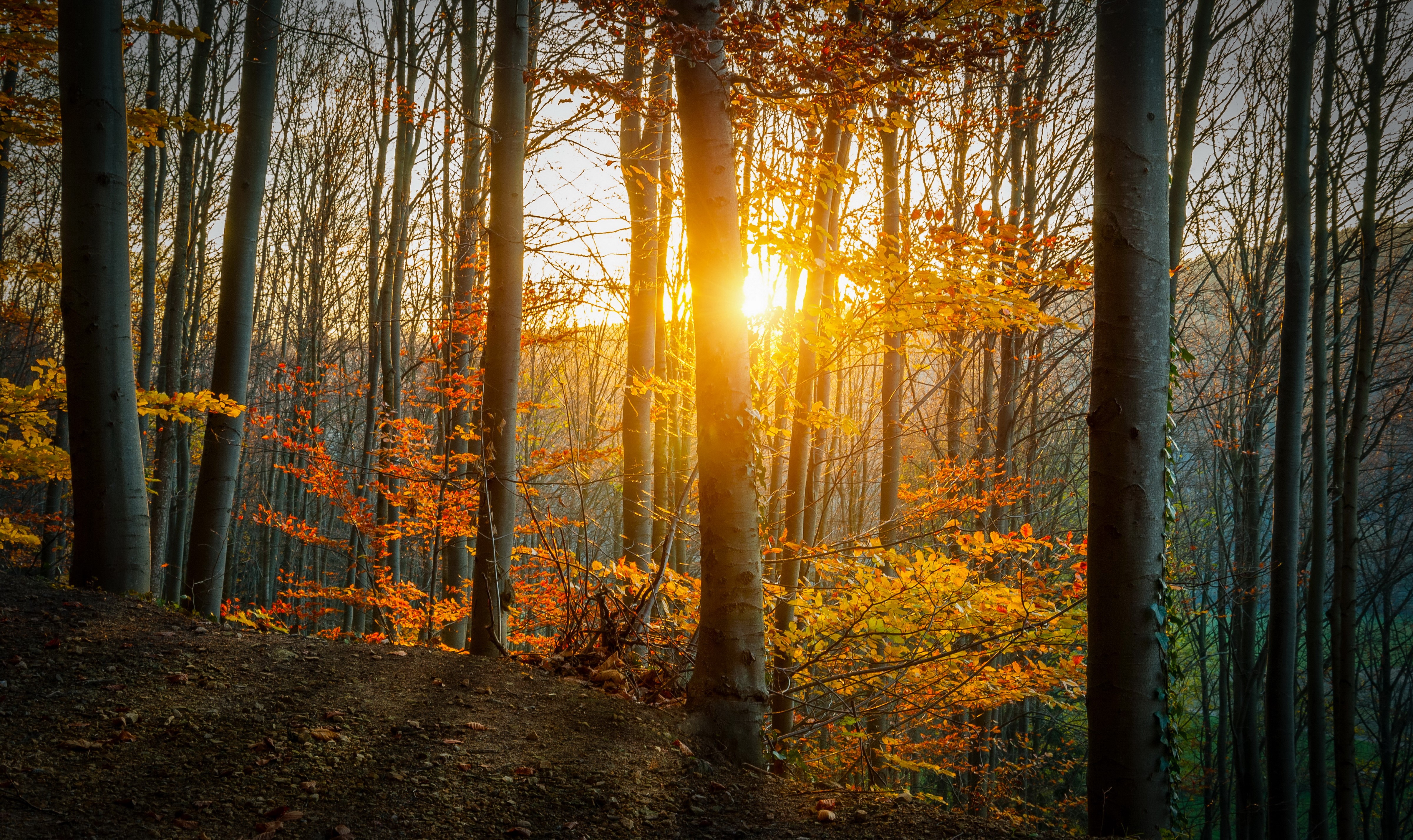 Autumn forest with sun rays filtering through trees HD Wallpaper