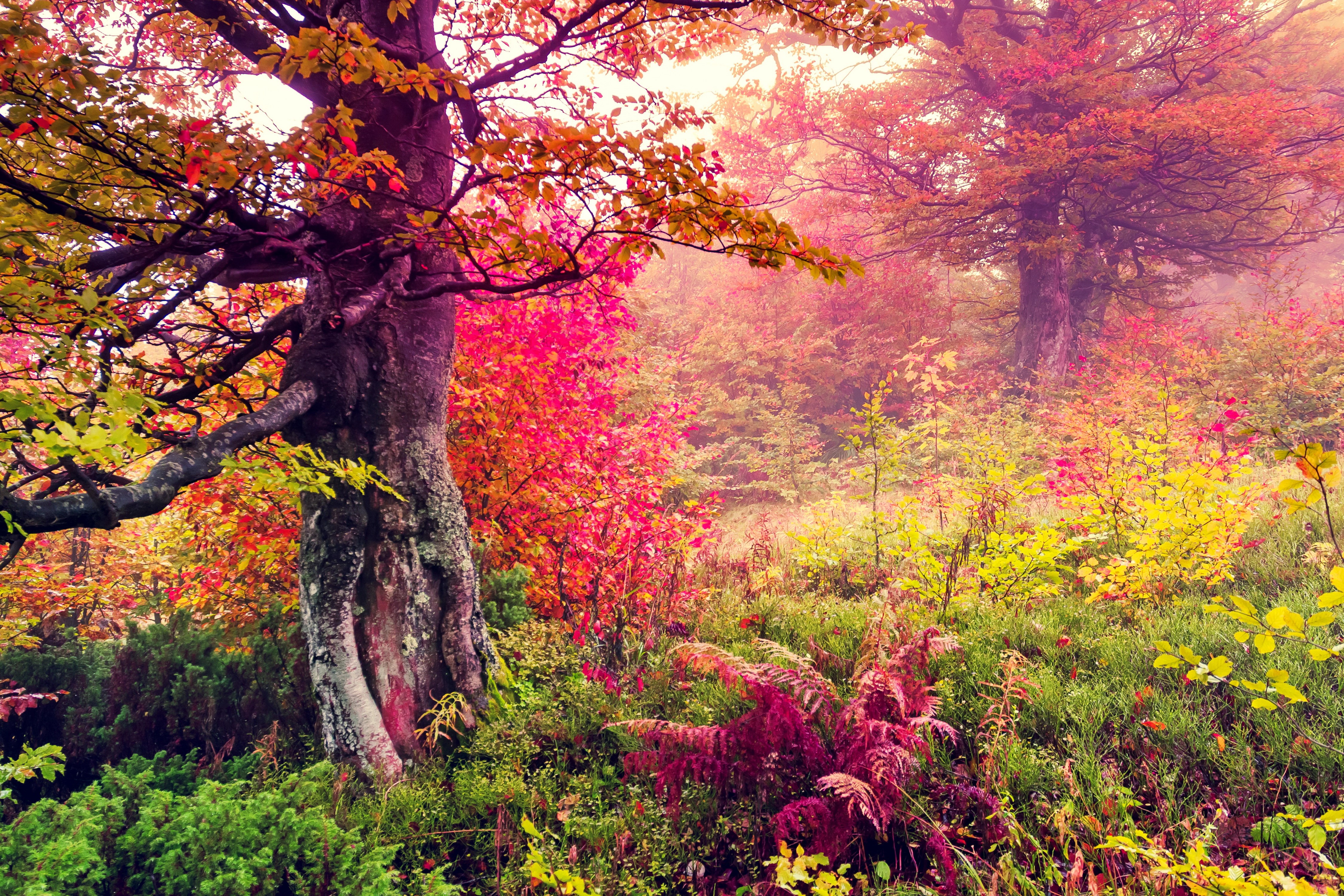 Autumn forest with colorful trees and fog HD Wallpaper