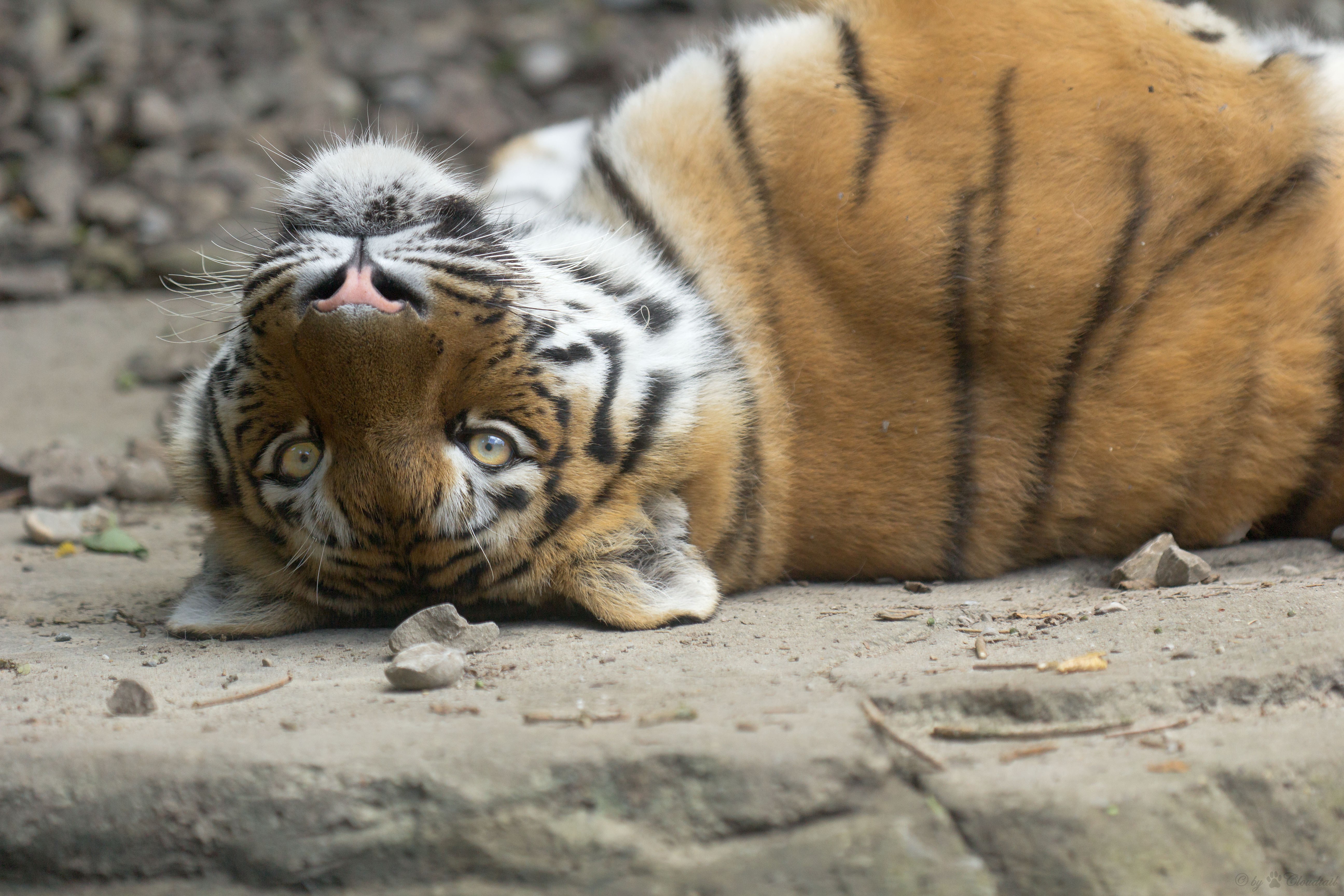 Tiger lying on its back HD Wallpaper