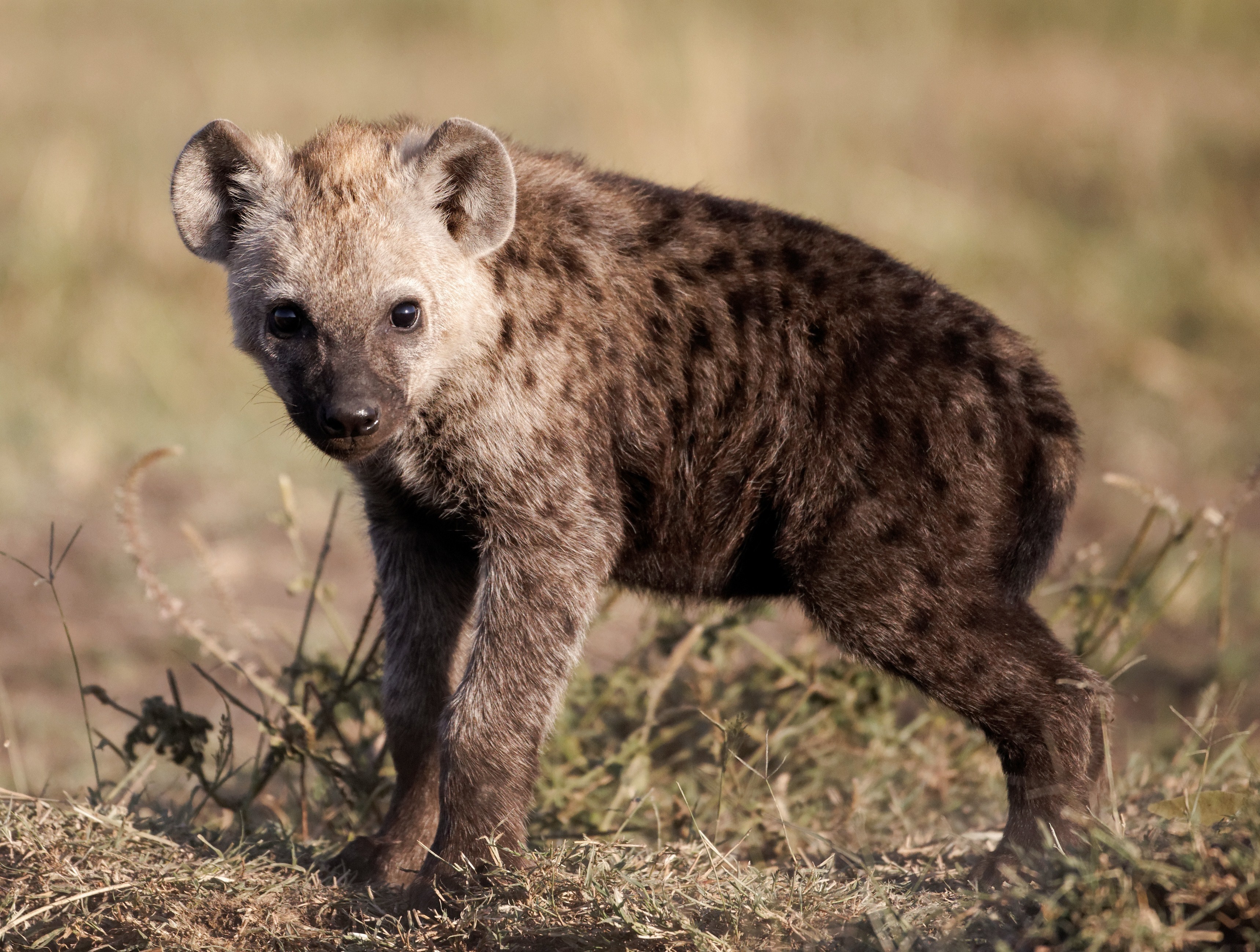 A young hyena stands in dry grass HD Wallpaper