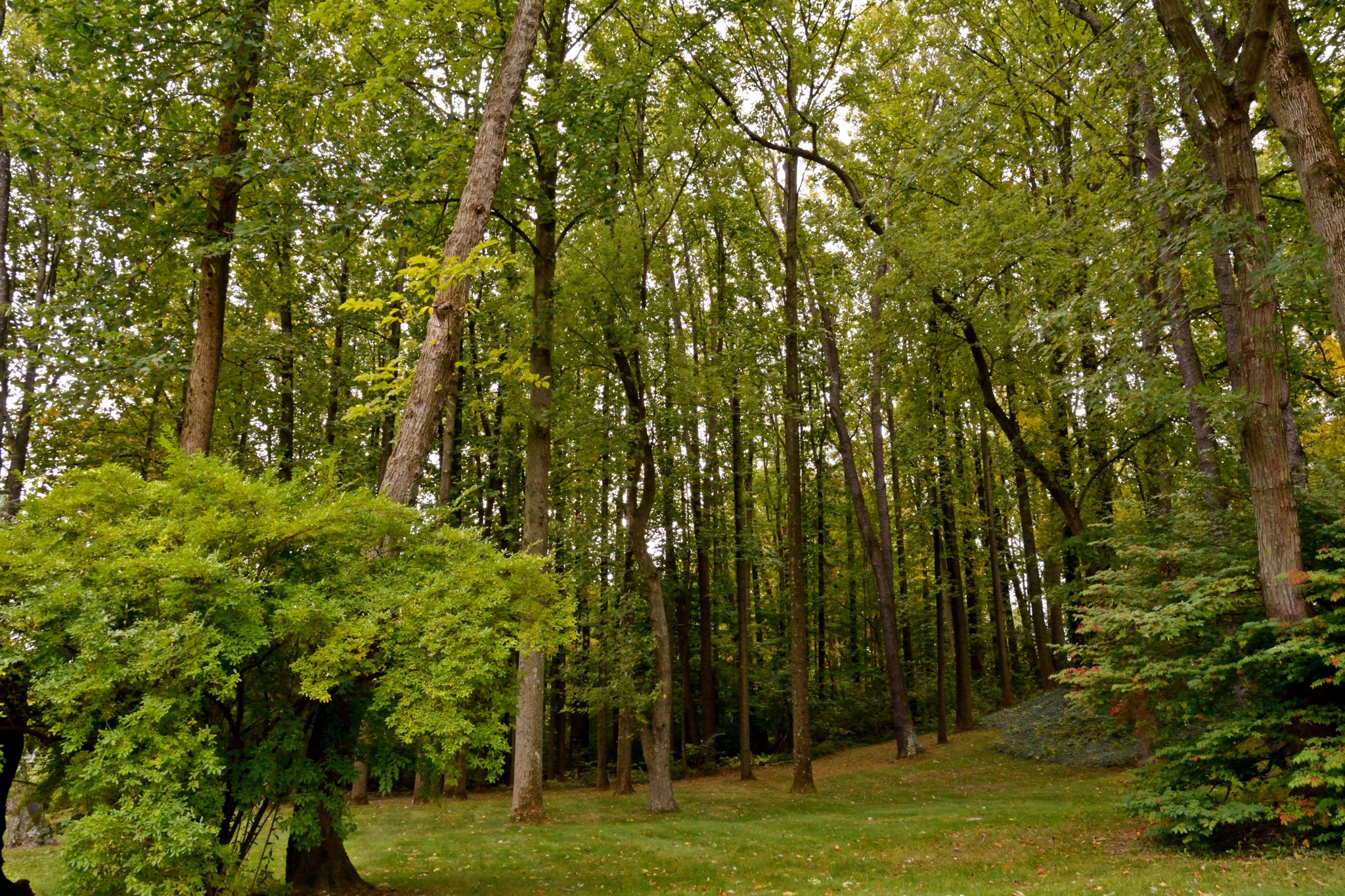 A dense forest with tall trees and a grassy clearing HD Wallpaper
