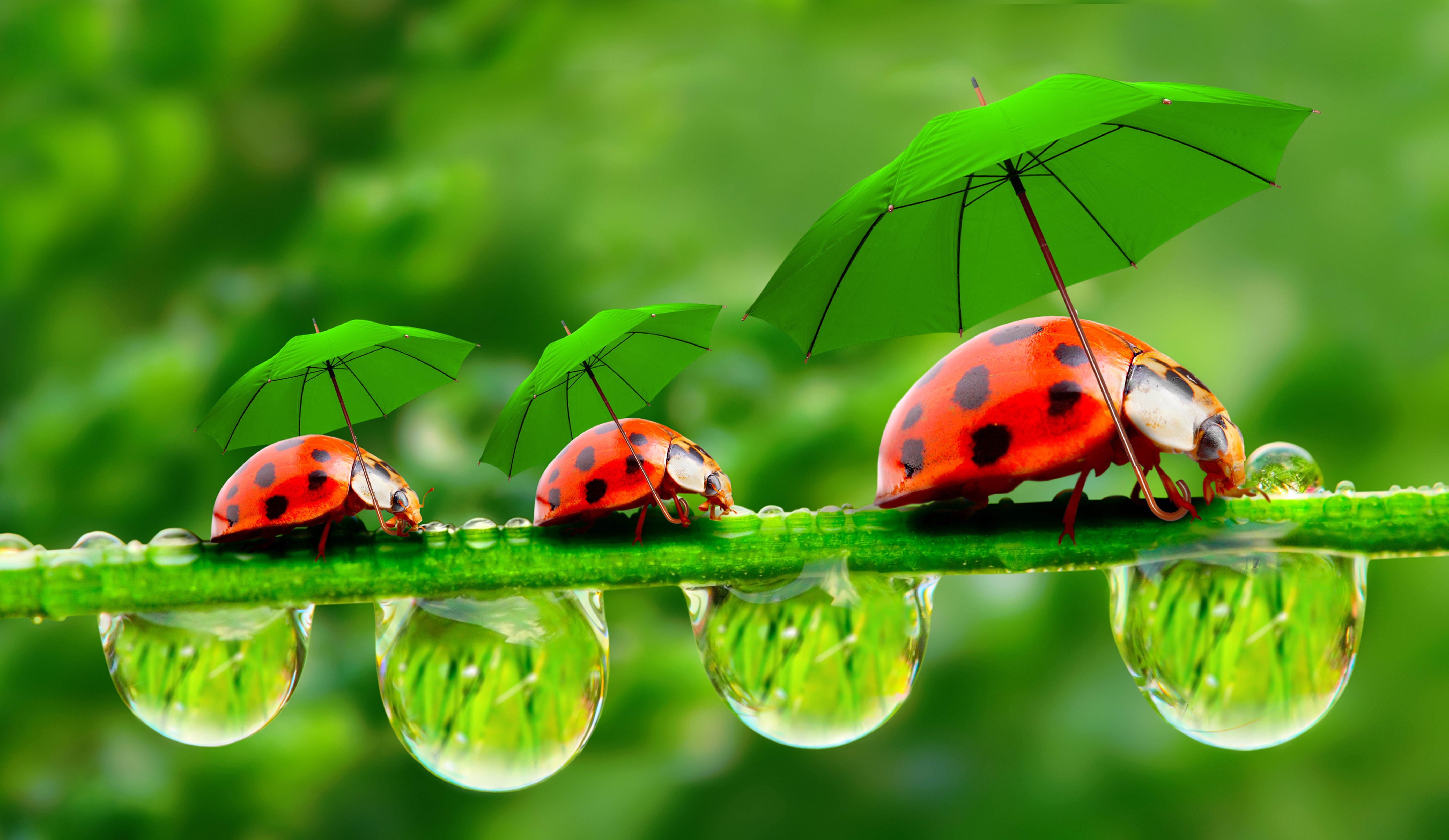 Three ladybugs with umbrellas on a wet blade of grass HD Wallpaper