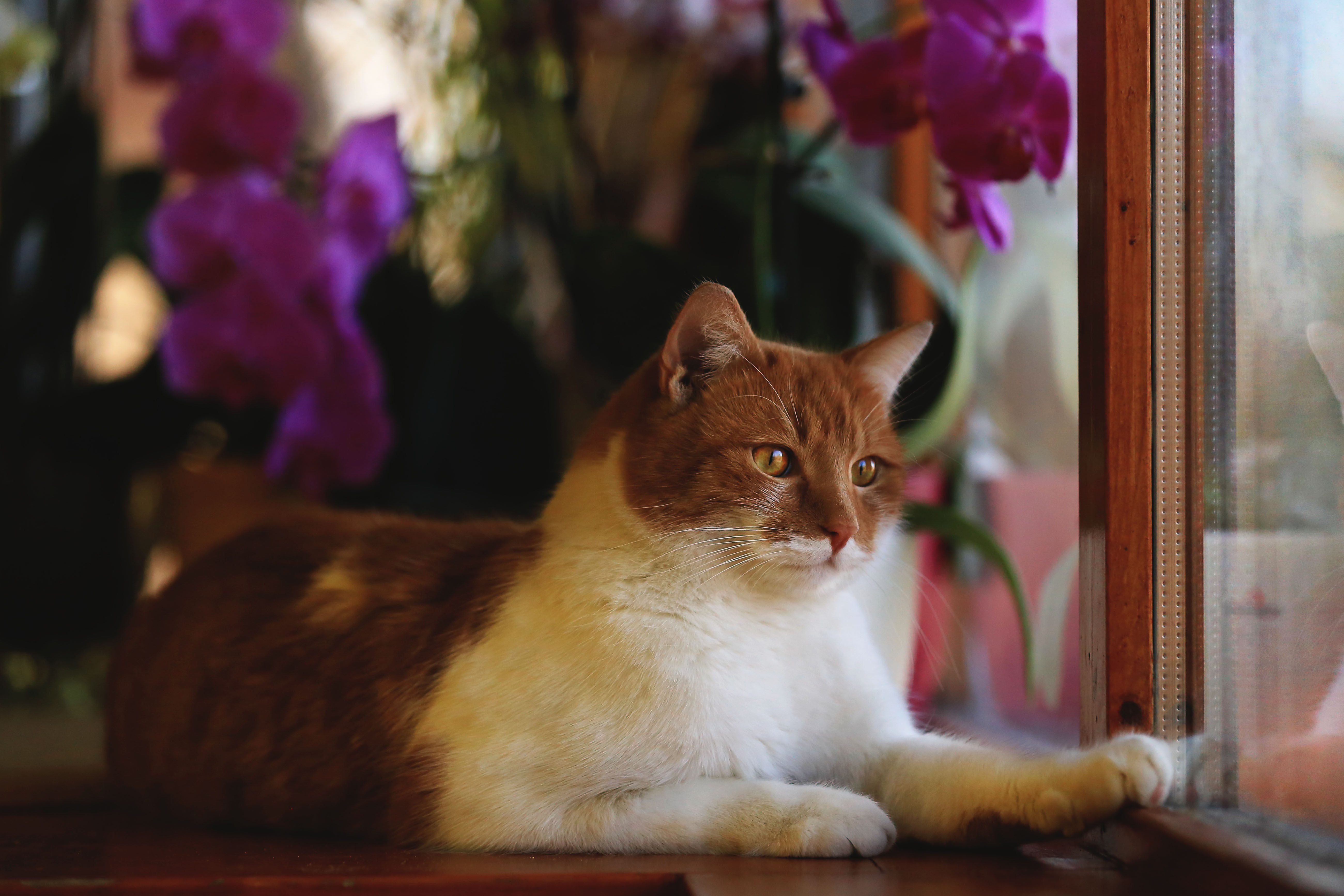 Orange and white cat by the window HD Wallpaper