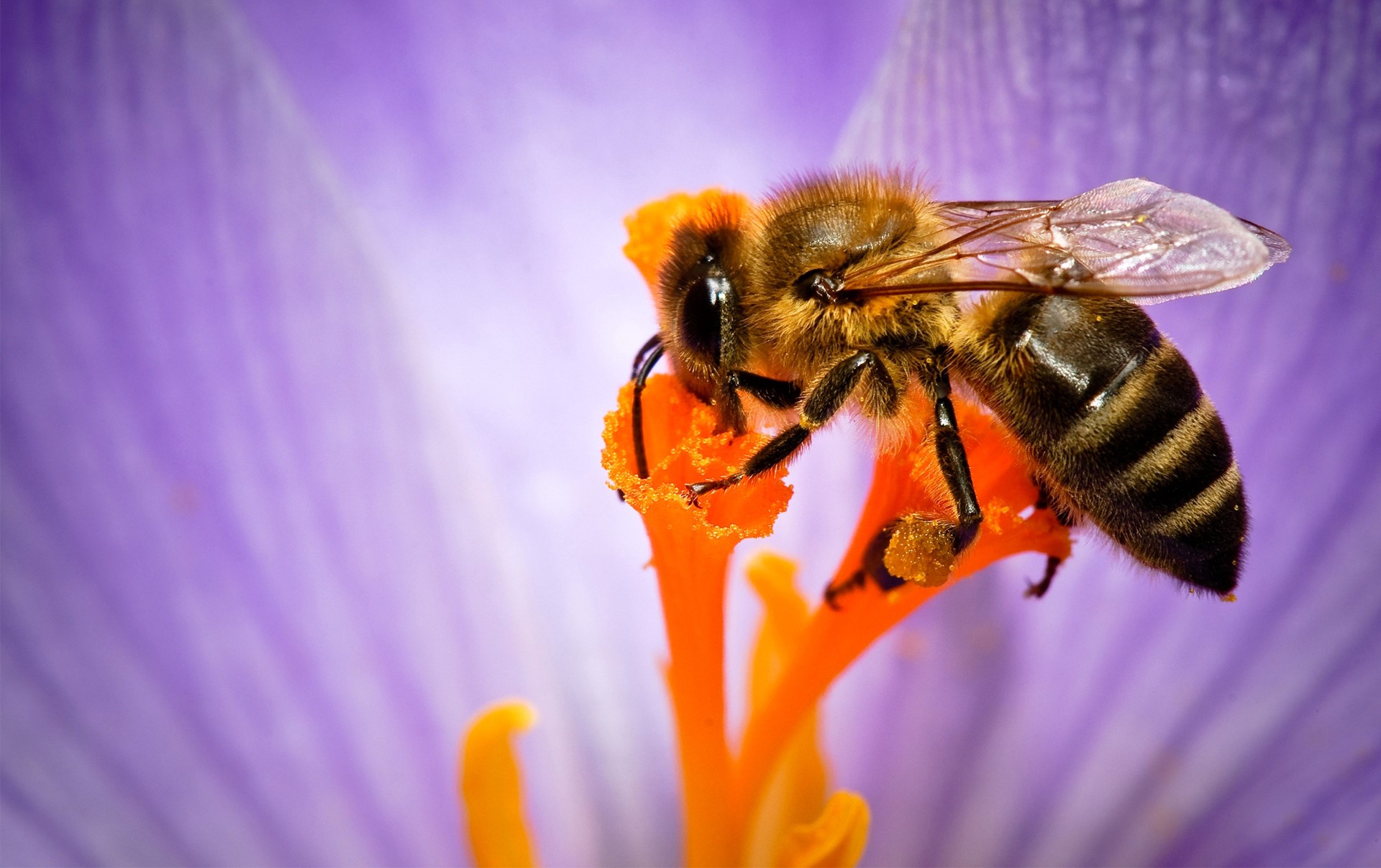 Bee collecting pollen from a purple flower HD Wallpaper