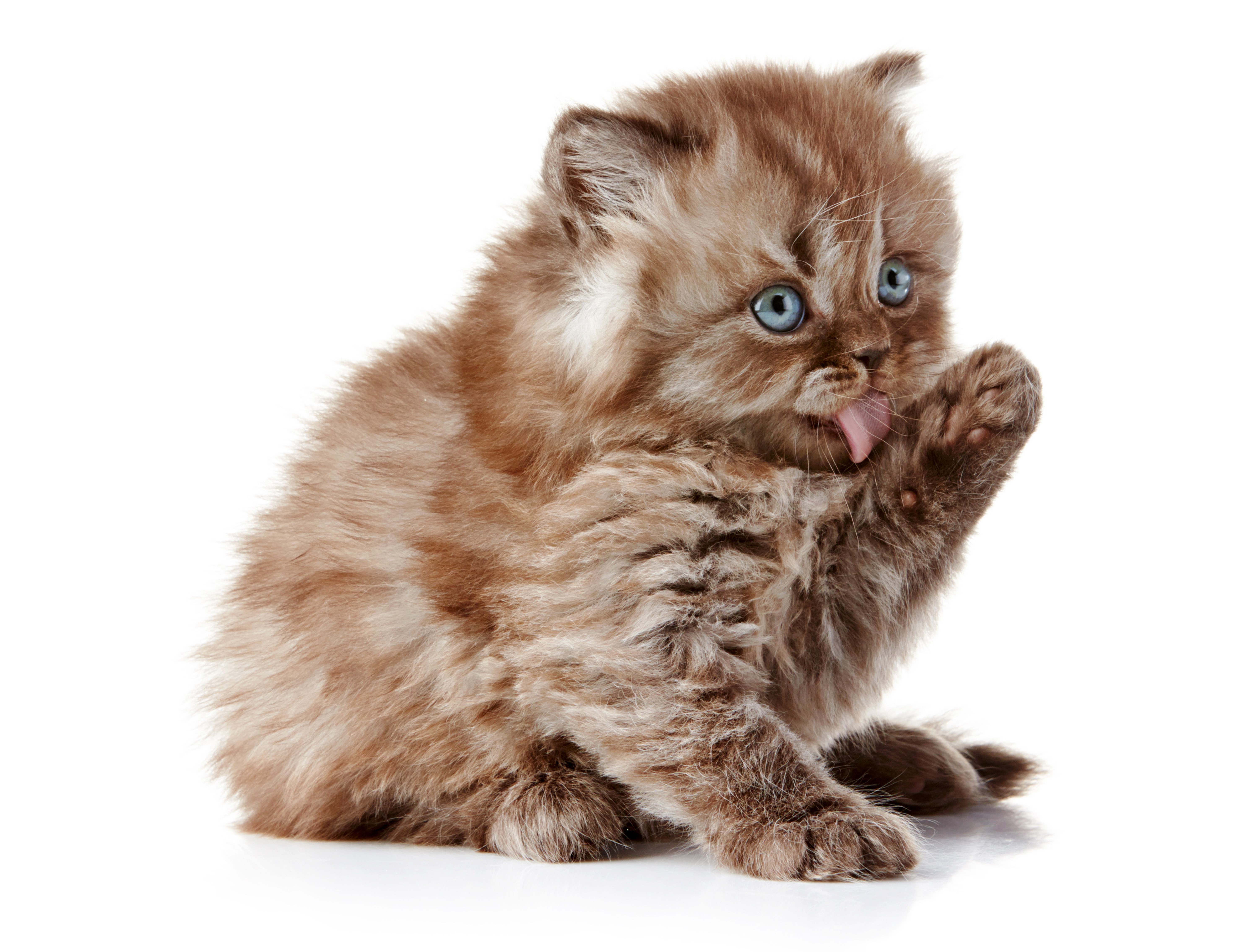 Fluffy brown kitten with blue eyes licking paw HD Wallpaper