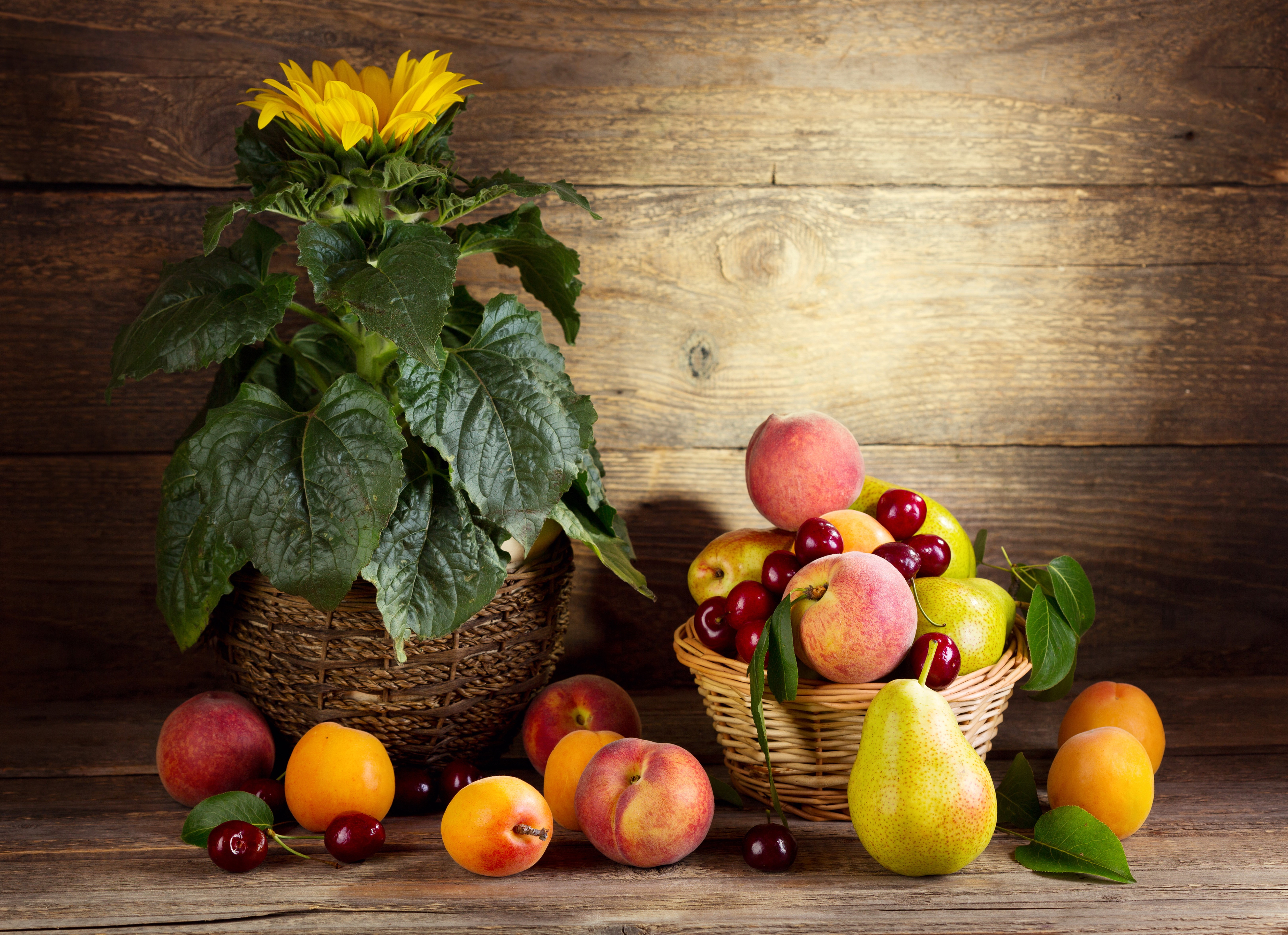 Still life with sunflower, peaches, cherries, and pears HD Wallpaper