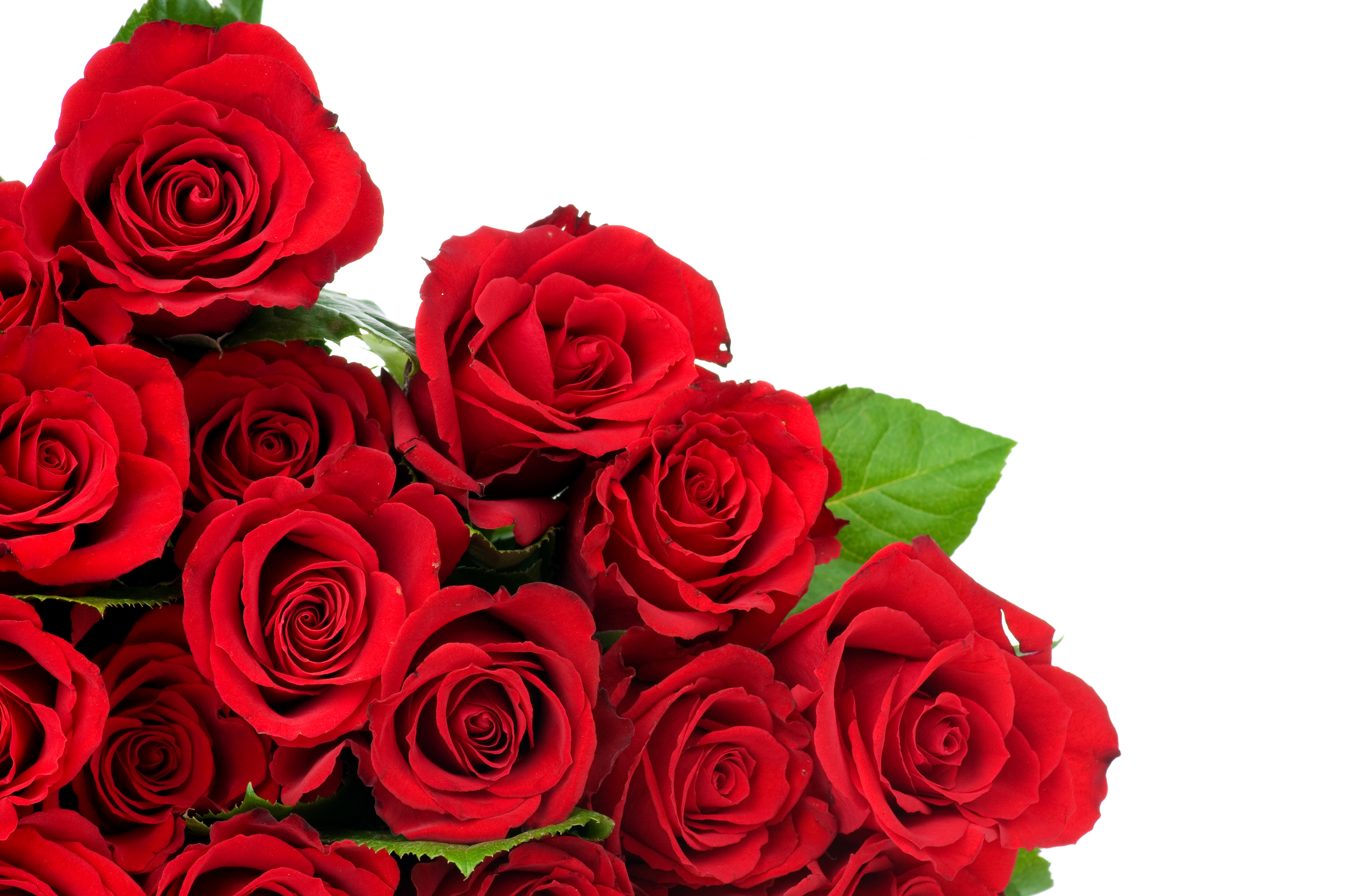 Red Roses Closeup HD Wallpaper