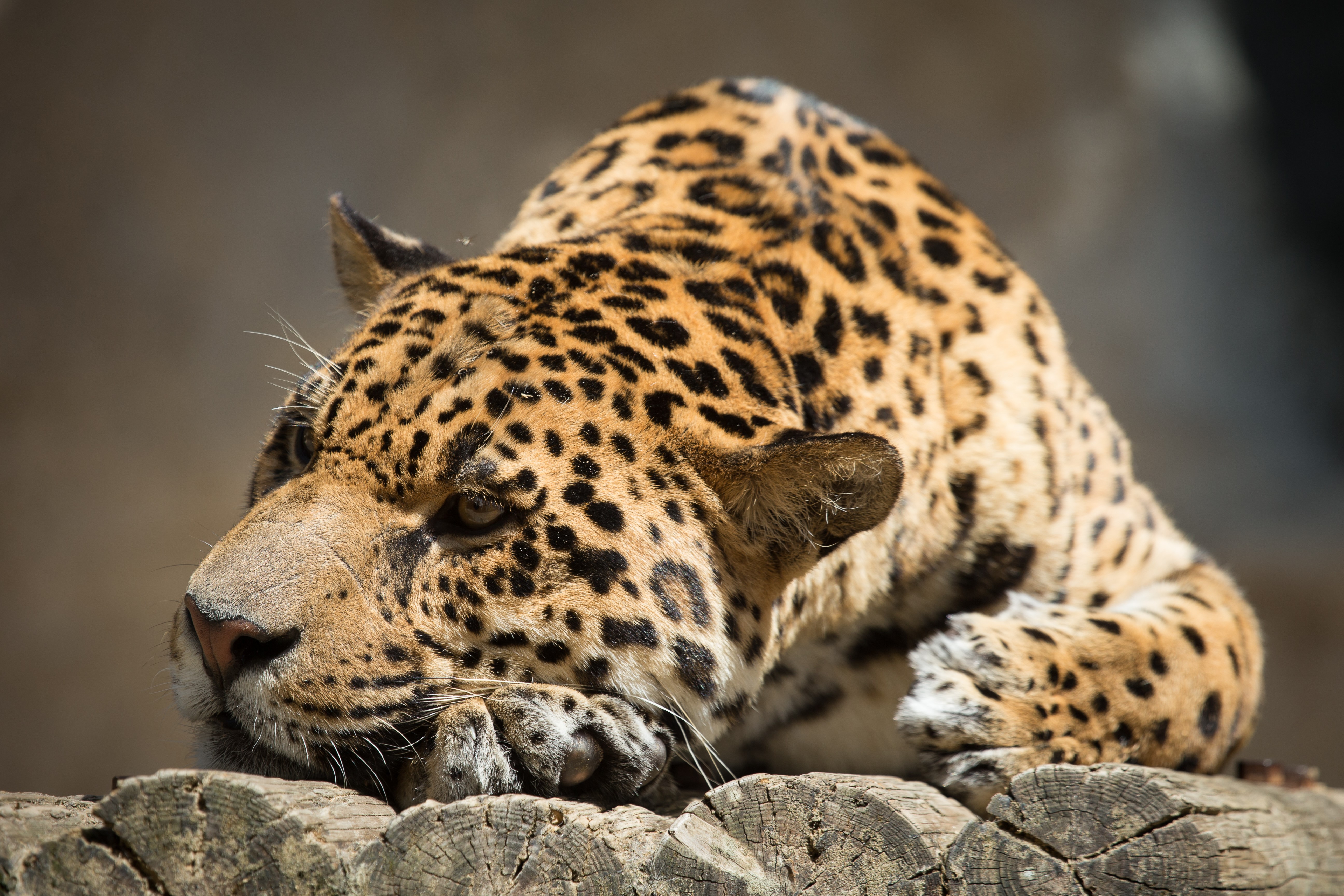 Jaguar resting on logs HD Wallpaper
