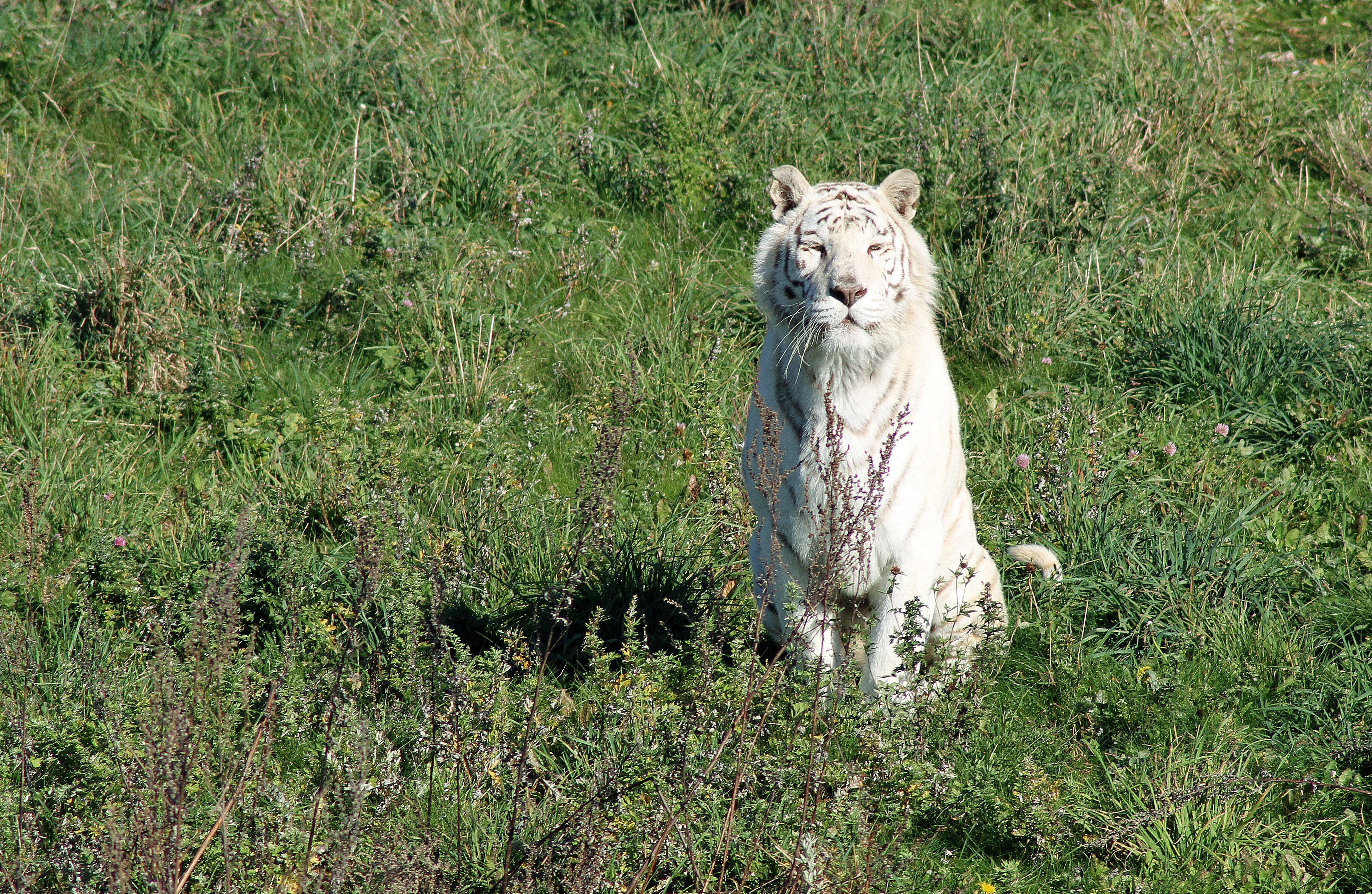White Tiger Sitting in Green Grass HD Wallpaper