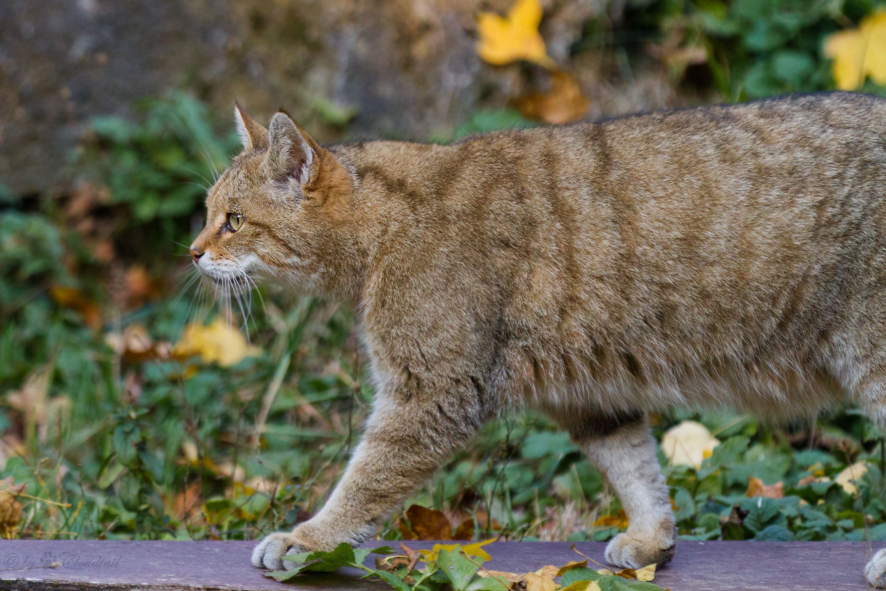 Wildcat walking on a path with autumn leaves HD Wallpaper