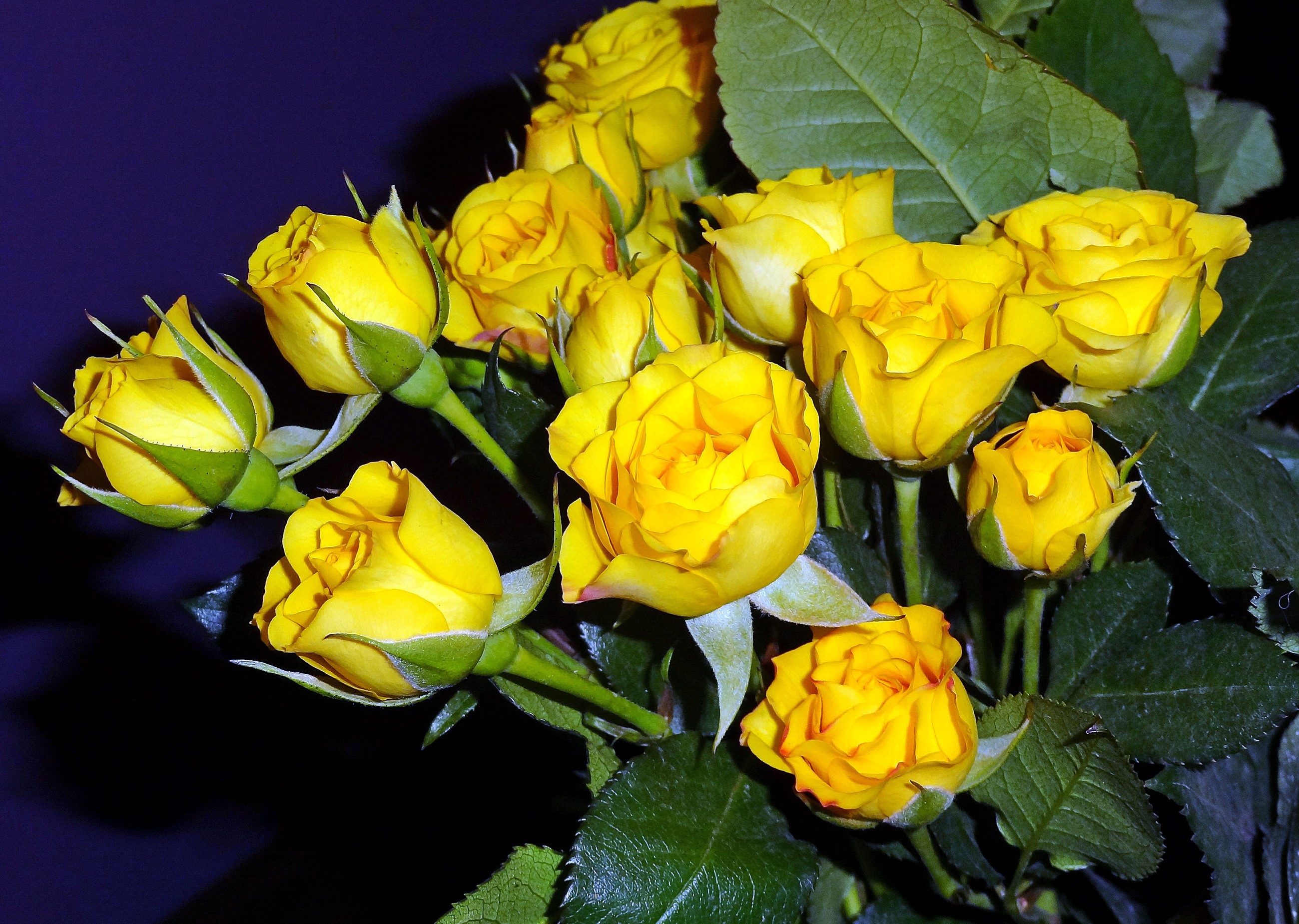 Bouquet of yellow roses with green leaves HD Wallpaper