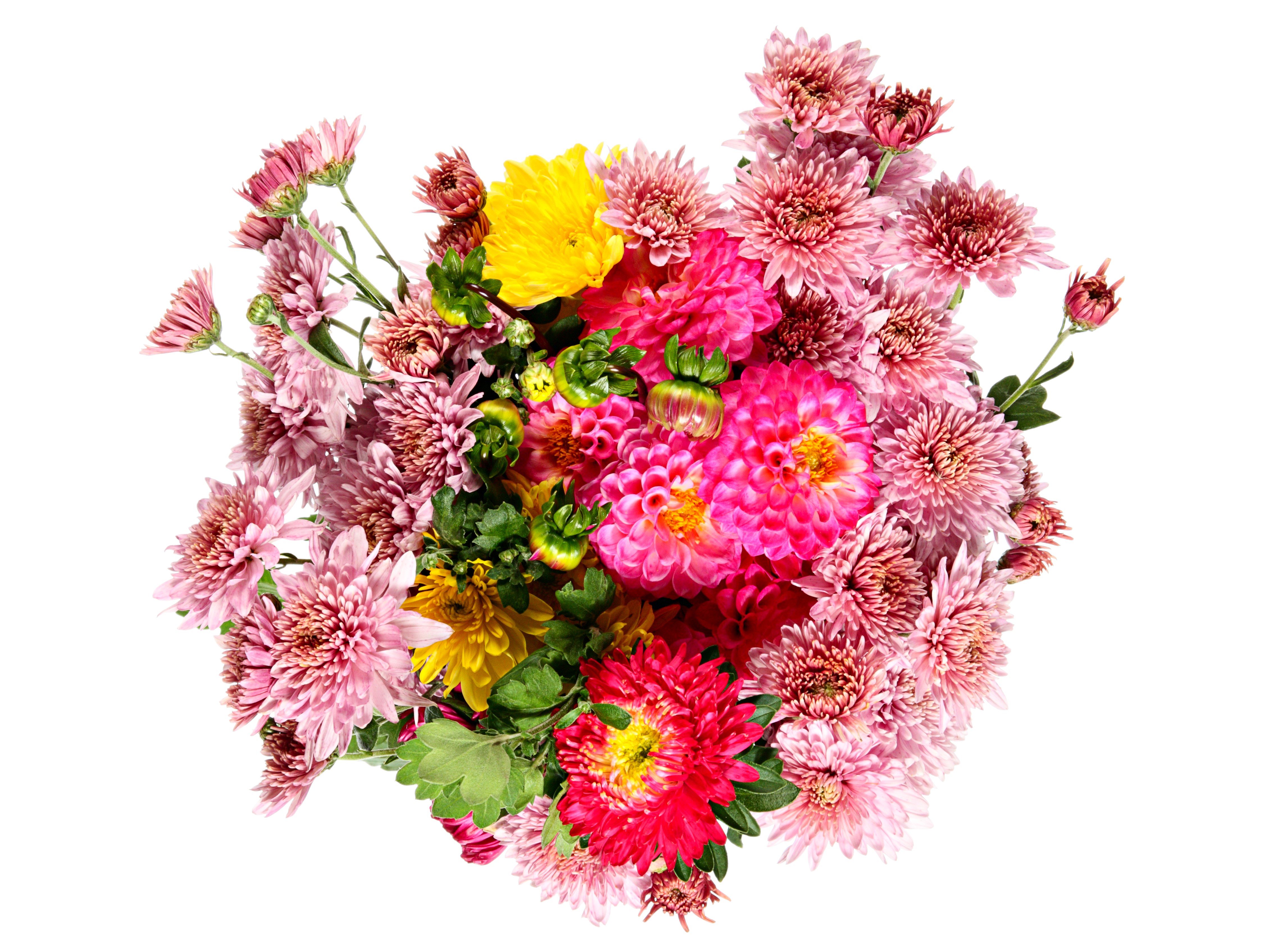 4K Dahlias and Chrysanthemums bouquet HD Wallpaper