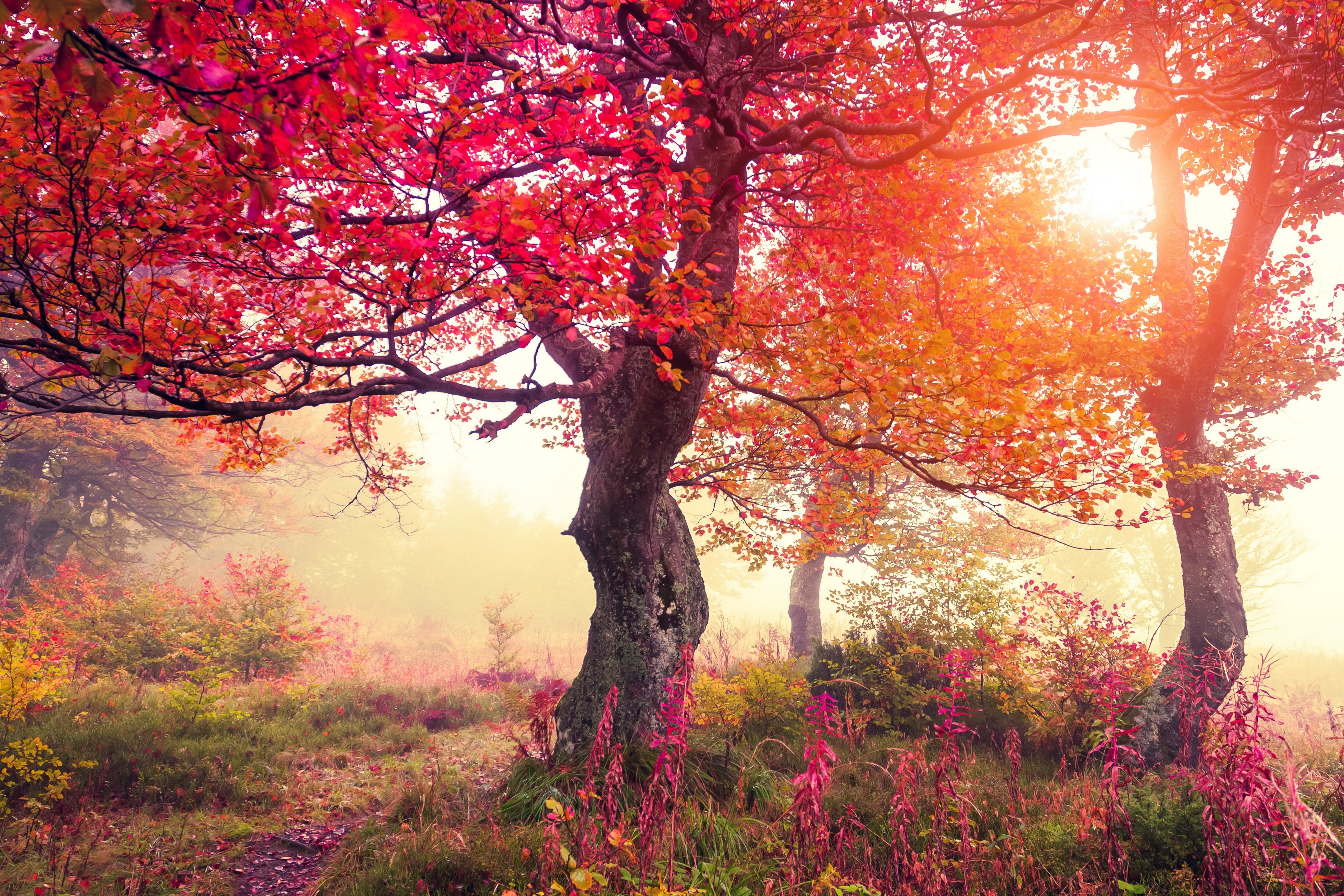 Autumn forest with vibrant red and orange trees HD Wallpaper