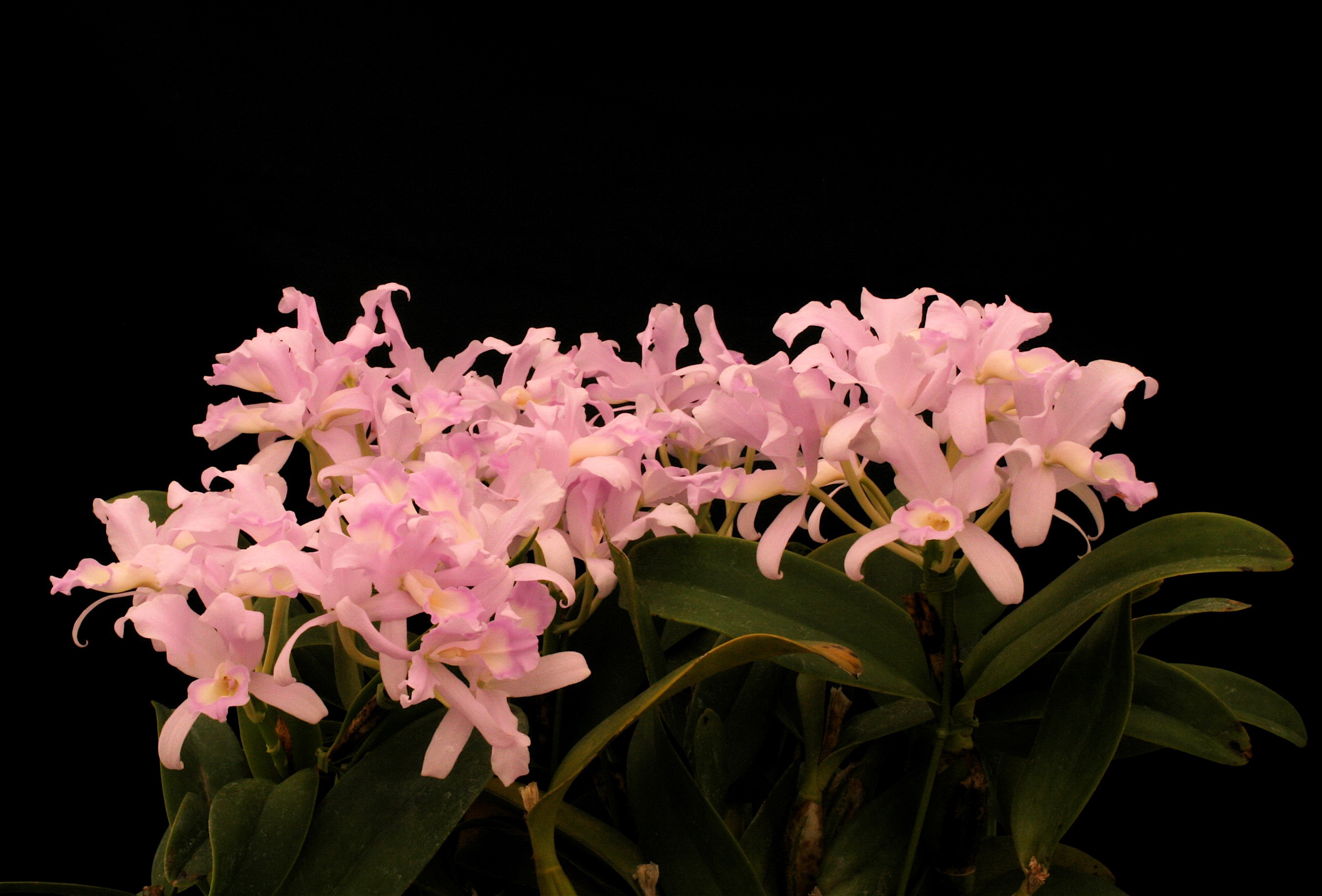 Pink orchids with green leaves on black background HD Wallpaper